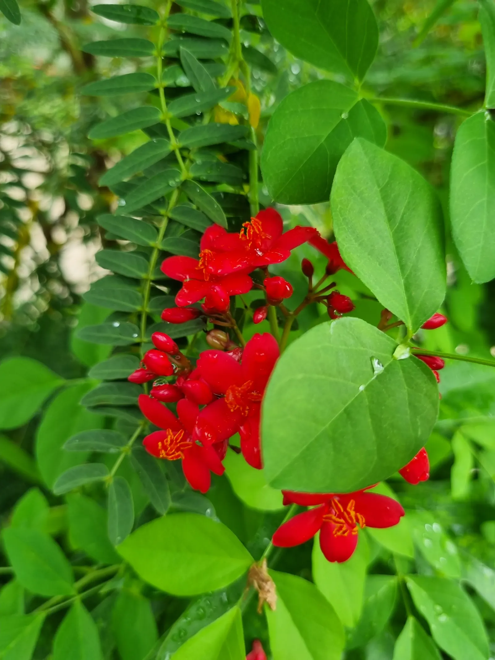 Peregrina (Jatropha Integerrima) — renowned for its vibrant floral display and its ease of care; it blooms year-round in warm climates, image 133