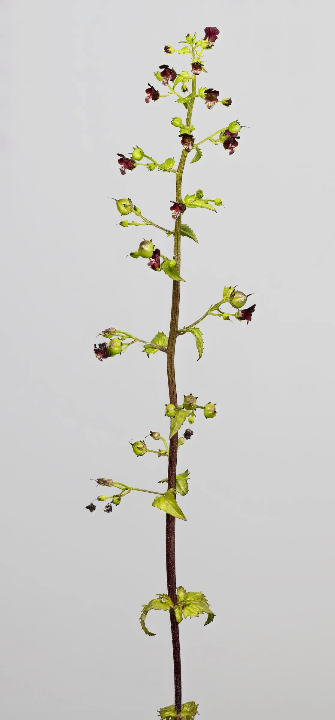 Peregrina (Jatropha Integerrima) — Peregrina contains toxic compounds; hence; rounded form that can be kept more compact through regular, image 95