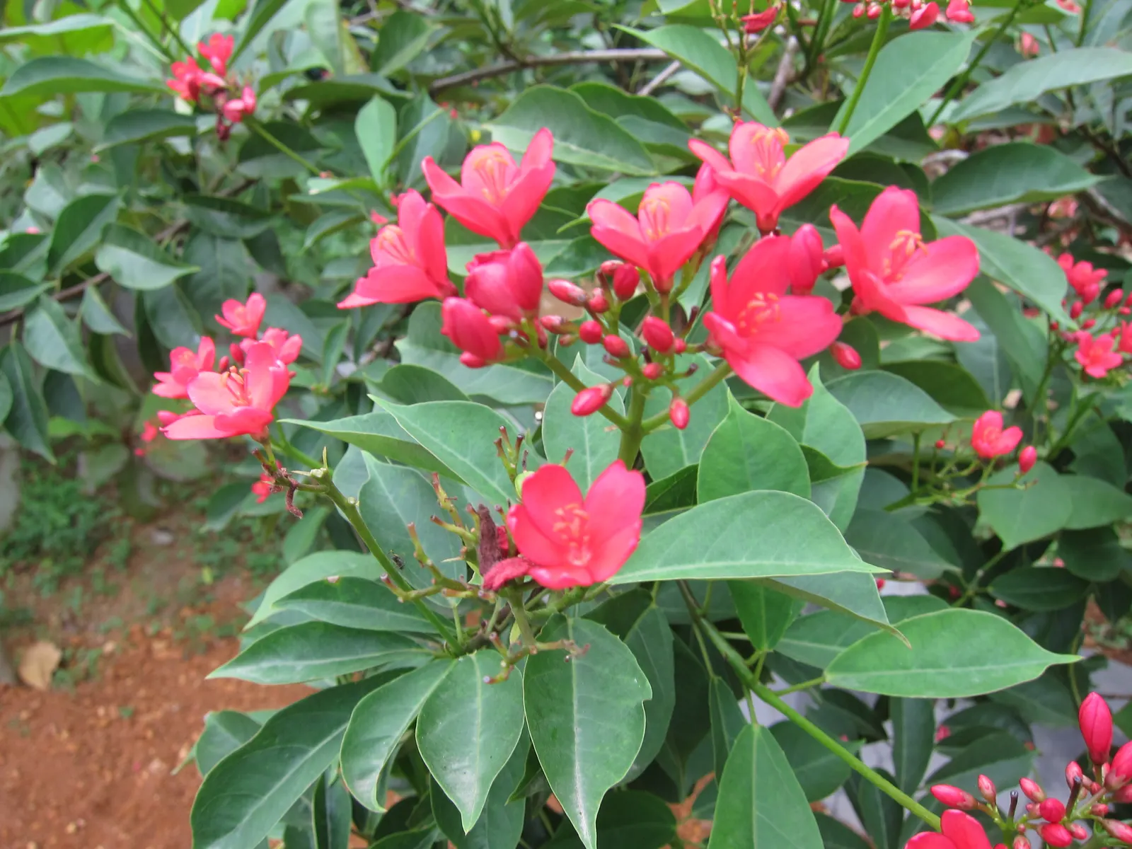 Peregrina (Jatropha Integerrima) — Drought-tolerant once established, it requires minimal maintenance; is an evergreen shrub native to Cuba and the, image 55