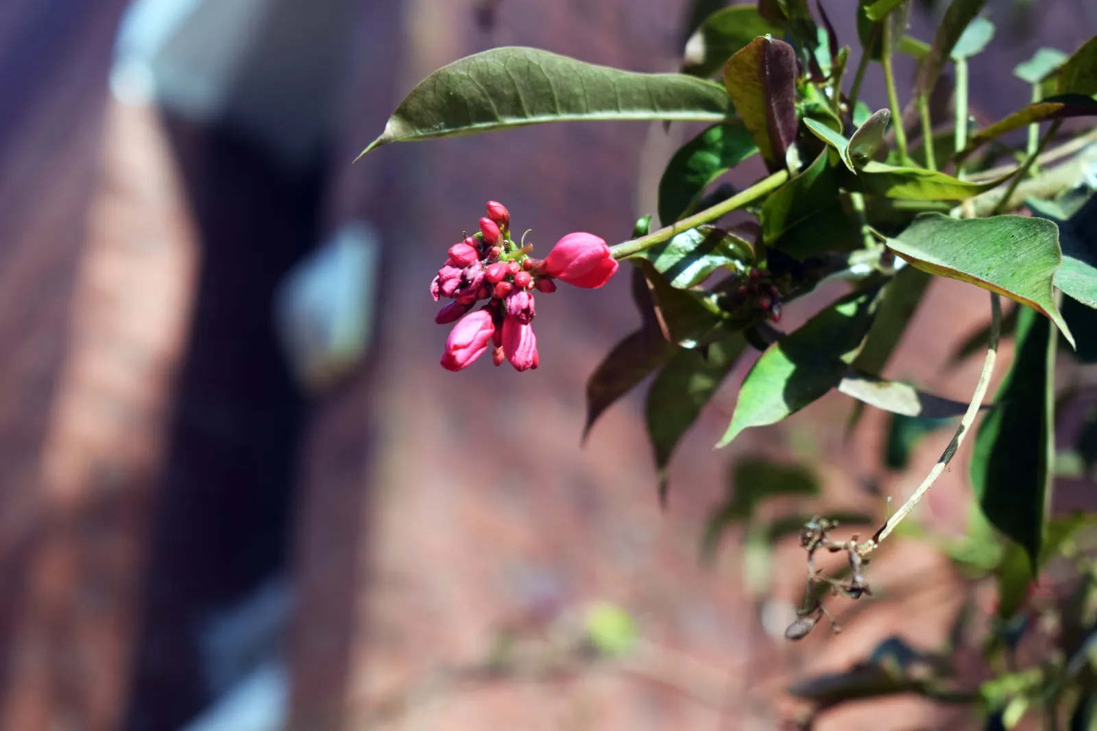 Peregrina (Jatropha Integerrima) — provide an attractive backdrop for the star of the show - the small yet striking star-shaped red flowers, image 89