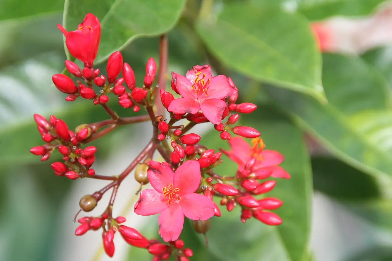 Peregrina (Jatropha Integerrima) — is an evergreen shrub native to Cuba and the West Indies; it should be positioned away from areas frequented by pets and