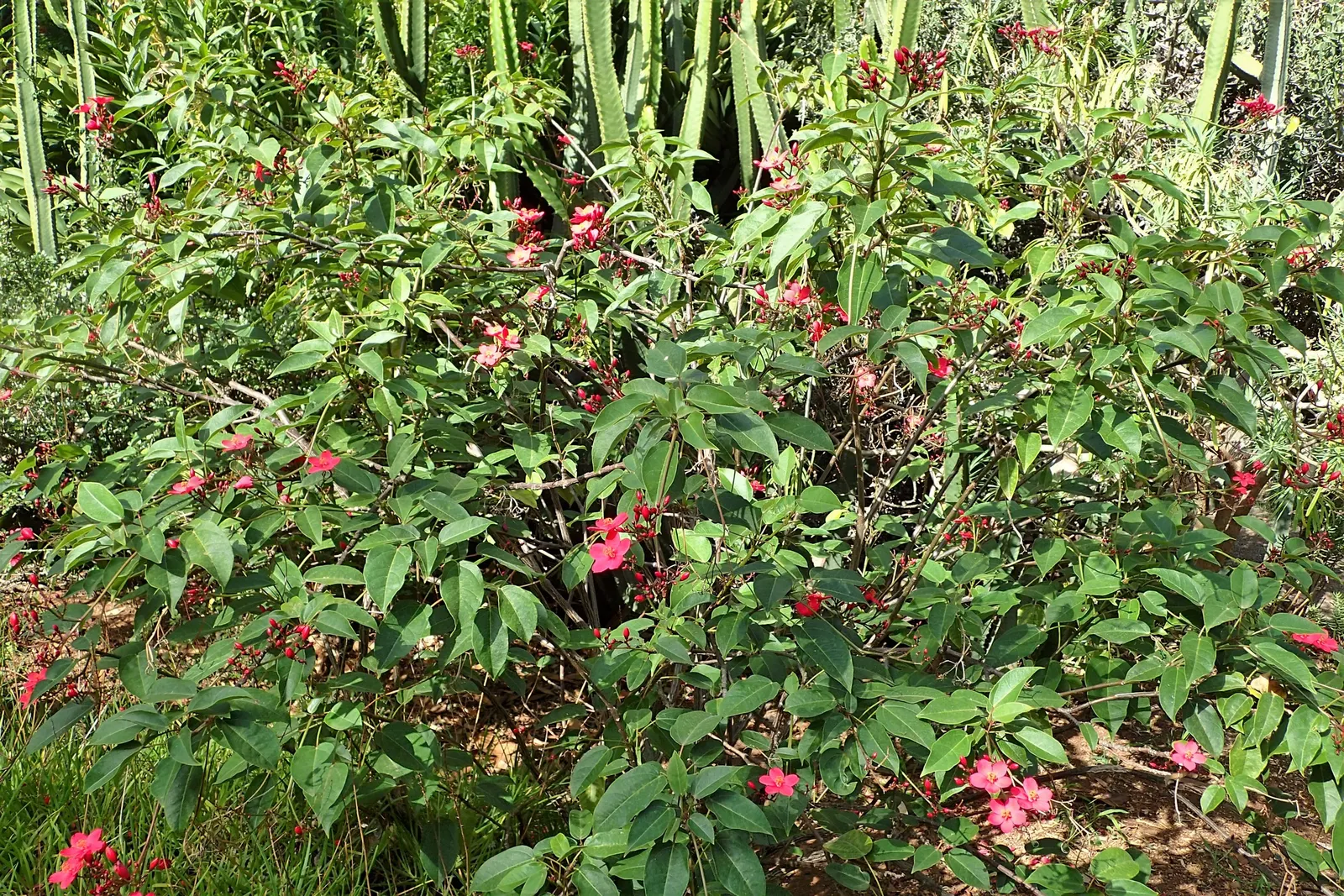Peregrina (Jatropha Integerrima) — pointed leaves and clusters of bright red; peregrina displays a densely branched, image 77
