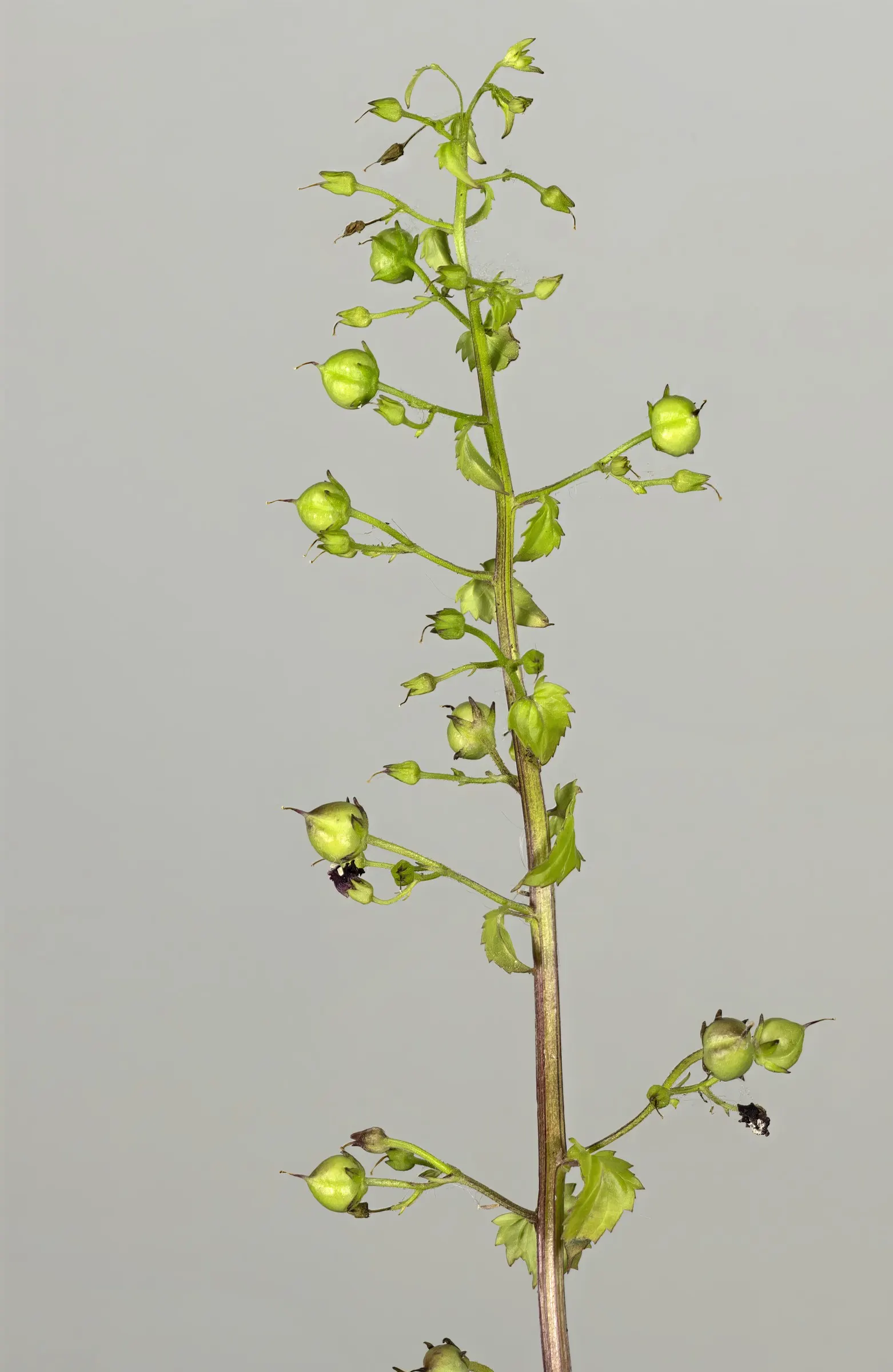 Peregrina (Jatropha Integerrima) — Situate these plants in USDA hardiness zones 10 to 11 for best performance