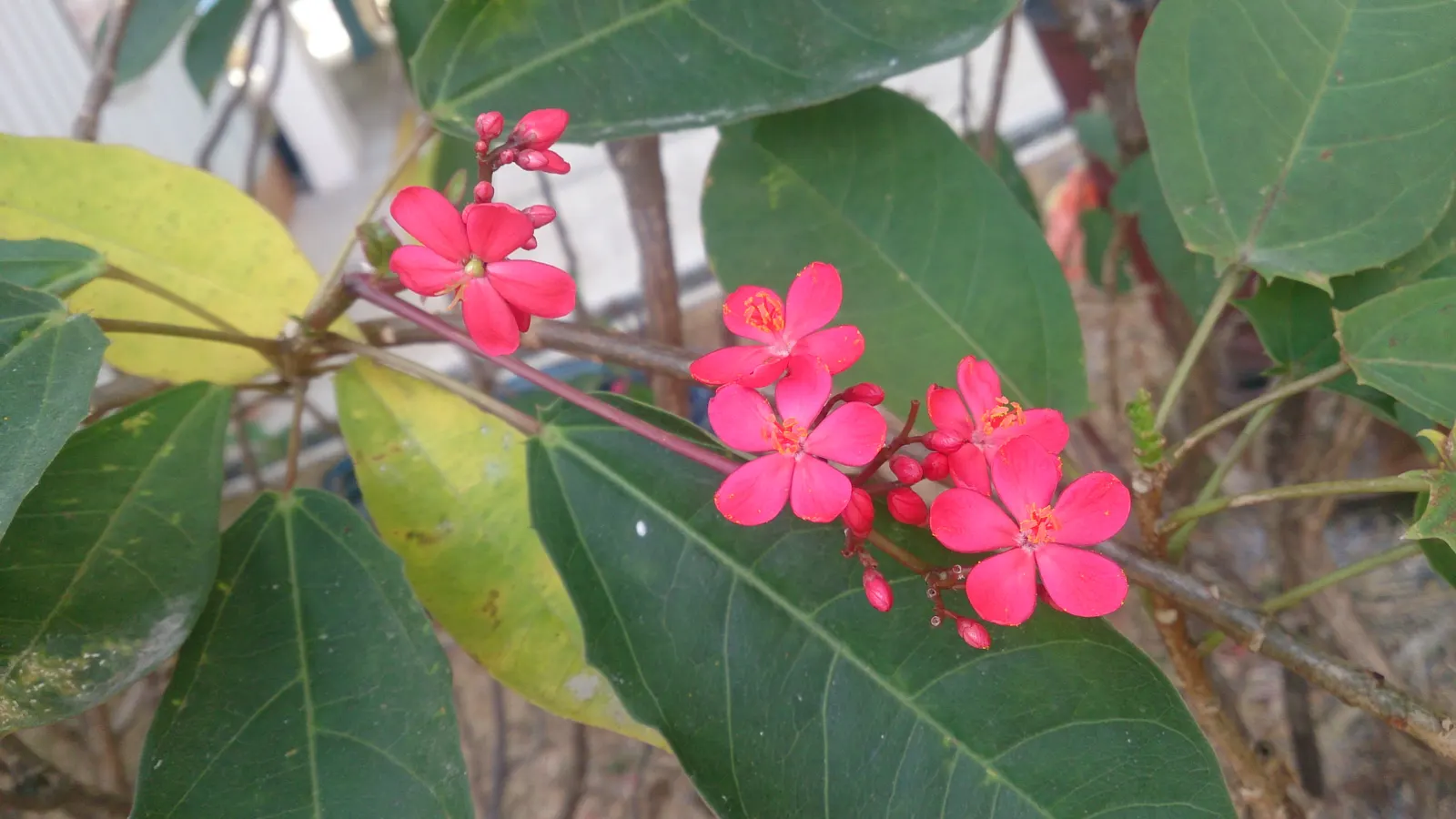 Peregrina (Jatropha Integerrima) — Situate these plants in USDA hardiness zones 10 to 11 for best performance; drought-tolerant once established, it requires