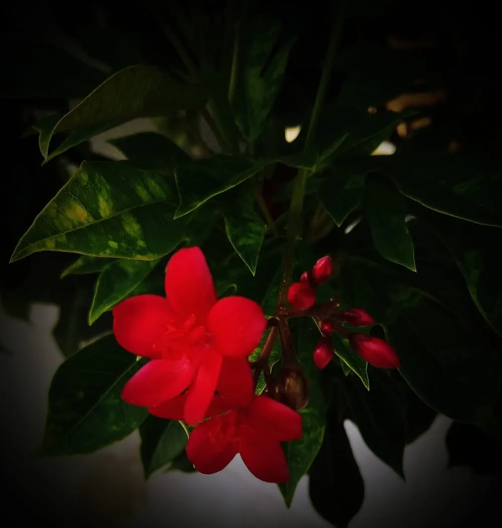 Peregrina (Jatropha Integerrima) — Preferring full sun and well-drained soil, it's perfect for accenting garden spaces or as a hedge; shrub for full, image 104