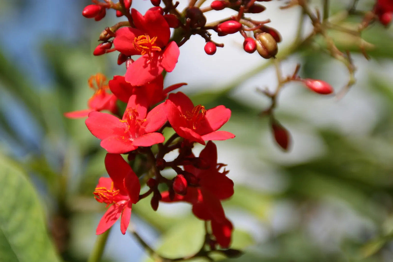 Peregrina (Jatropha Integerrima) — which are lobed or ovate in shape, image 38