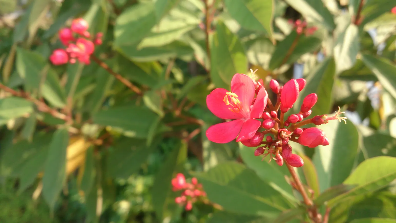 Peregrina (Jatropha Integerrima) — Situate these plants in USDA hardiness zones 10 to 11 for best performance; drought-tolerant once established, image 94