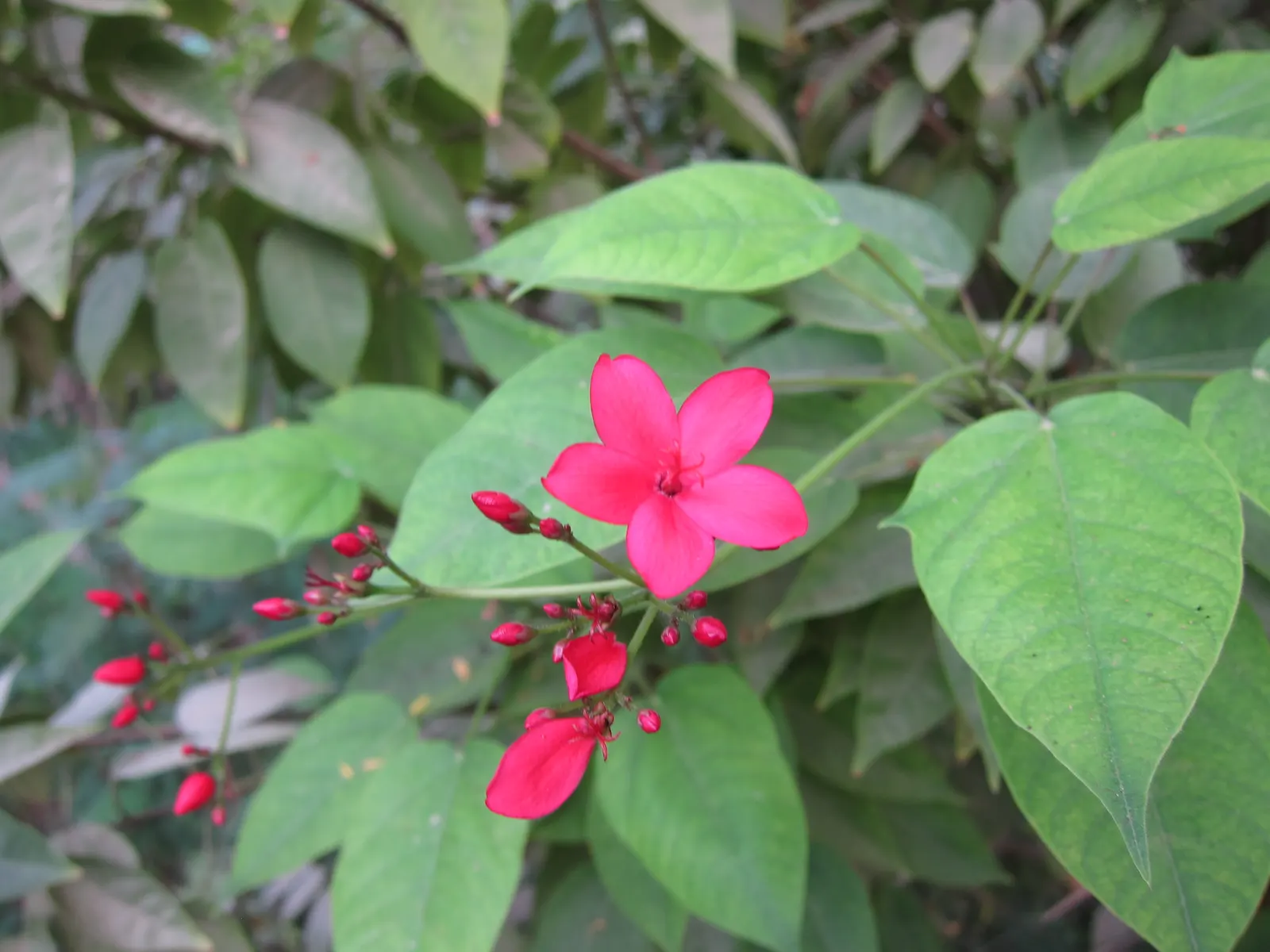 Peregrina (Jatropha Integerrima) — It is moderately drought-tolerant once established