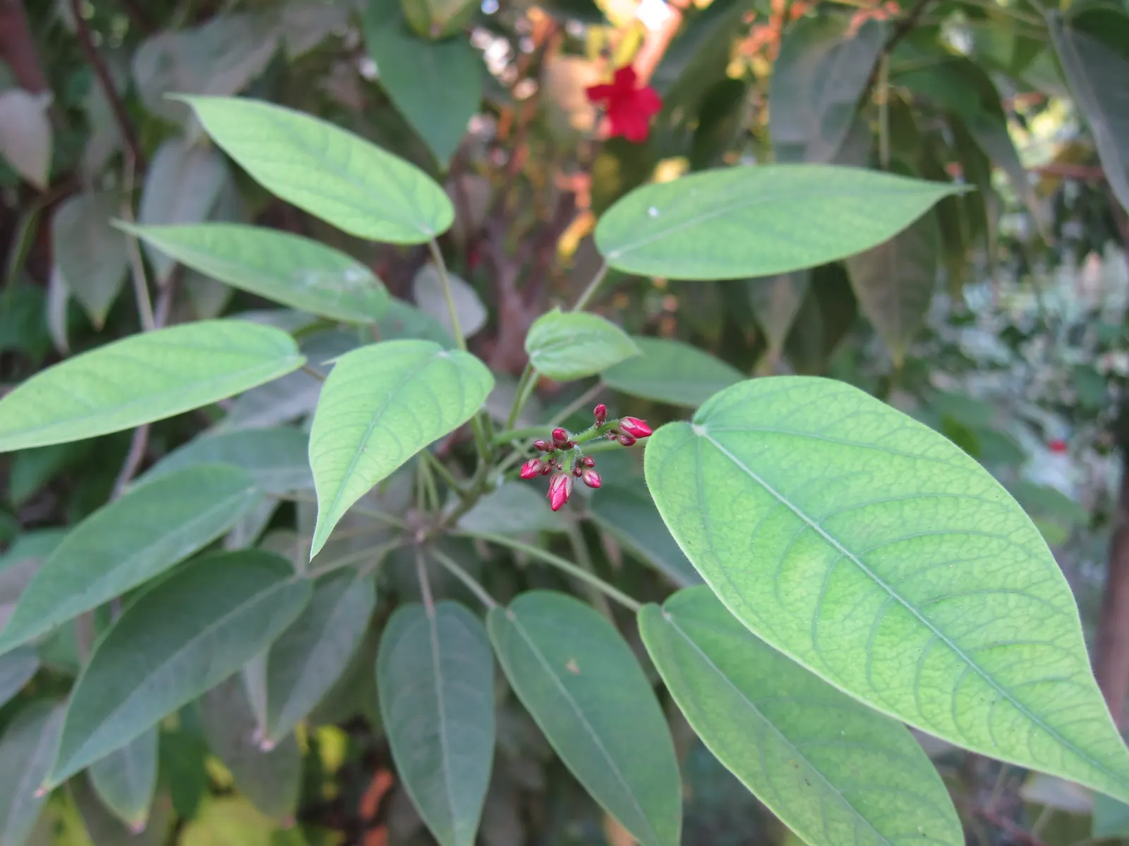 Peregrina (Jatropha Integerrima) — Peregrina (Jatropha integerrima) is a vibrant tropical shrub reaching heights of 5-8 ft; preferring full sun and, image 51