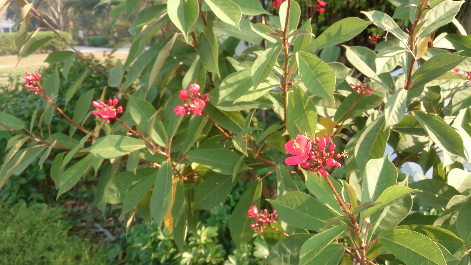 Peregrina (Jatropha Integerrima) — Typically reaching heights of 5 to 8 feet with a spread of equally 5 to 8 feet when mature; it is moderately, image 85