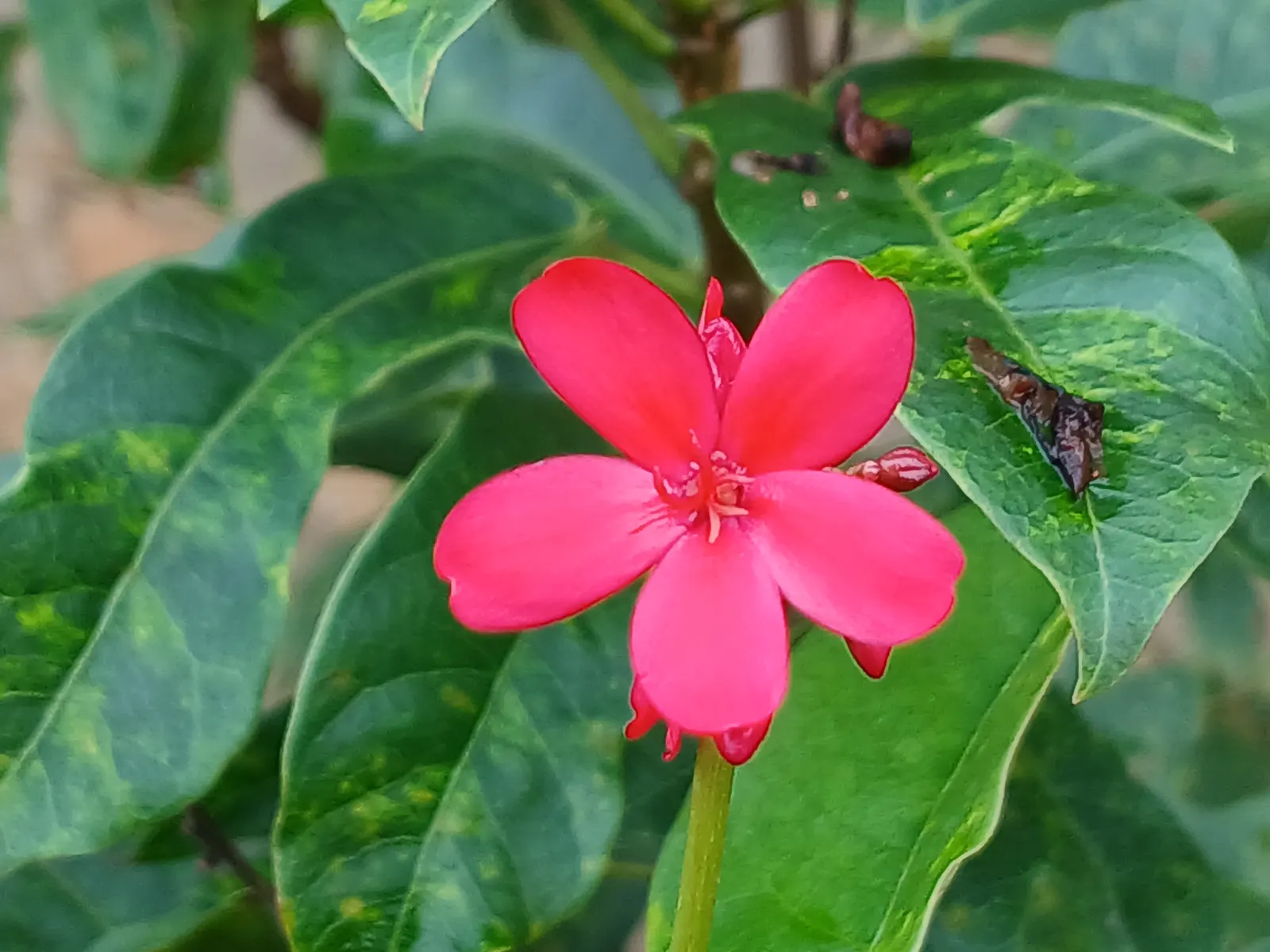 Peregrina (Jatropha Integerrima) — Peregrina displays a densely branched; shrub with red blooms, image 86