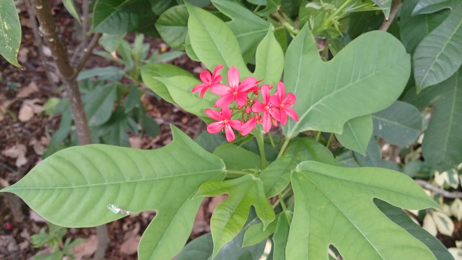 Peregrina (Jatropha Integerrima) — Typically reaching heights of 5 to 8 feet with a spread of equally 5 to 8 feet when mature; it is moderately, image 135