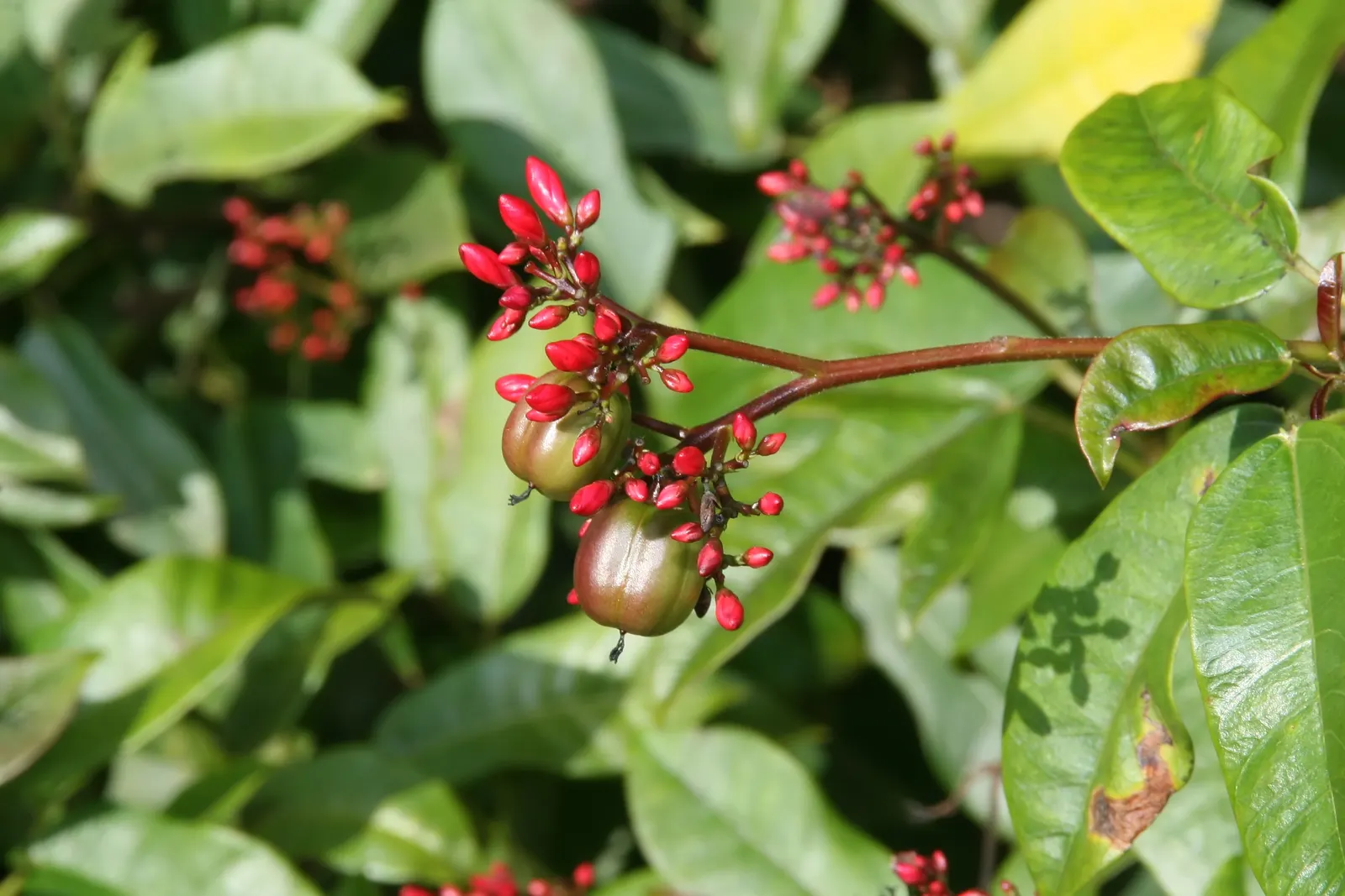 Peregrina (Jatropha Integerrima) — pointed leaves and clusters of bright red; peregrina displays a densely branched, image 102
