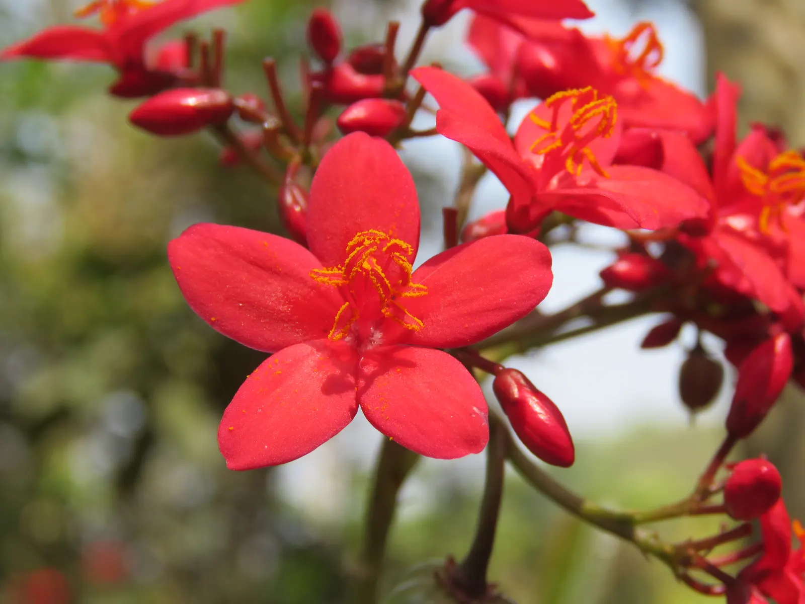 Peregrina (Jatropha Integerrima) — it blooms year-round in warm climates; but requires regular watering during its growing seasons for optimal, image 53