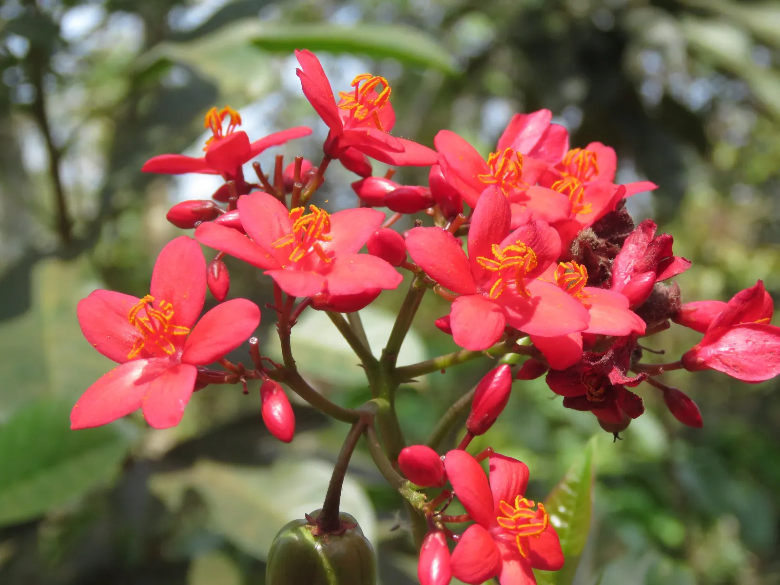 Peregrina (Jatropha Integerrima) — pointed leaves and clusters of bright red; peregrina displays a densely branched