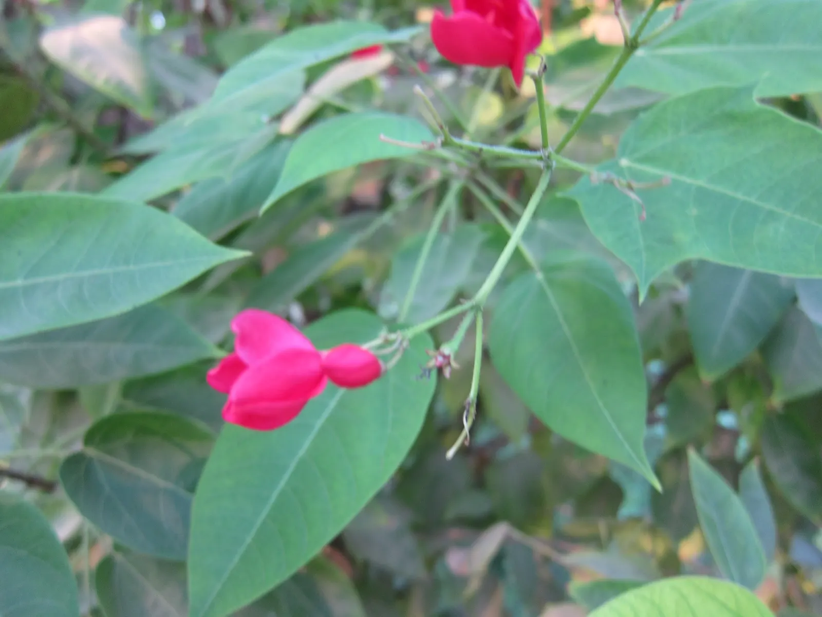 Peregrina (Jatropha Integerrima) — These blooms appear year-round but are especially profuse during the summer months; pointed leaves and clusters, image 115