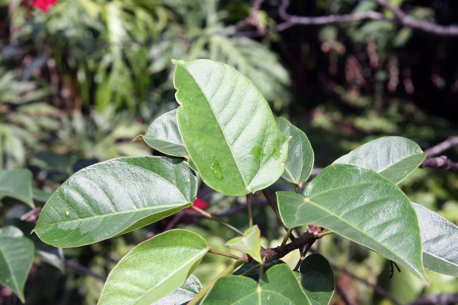 Peregrina (Jatropha Integerrima) — making it a favored choice for ornamental gardens in warmer climates; typically reaching heights of 5 to 8 feet, image 84