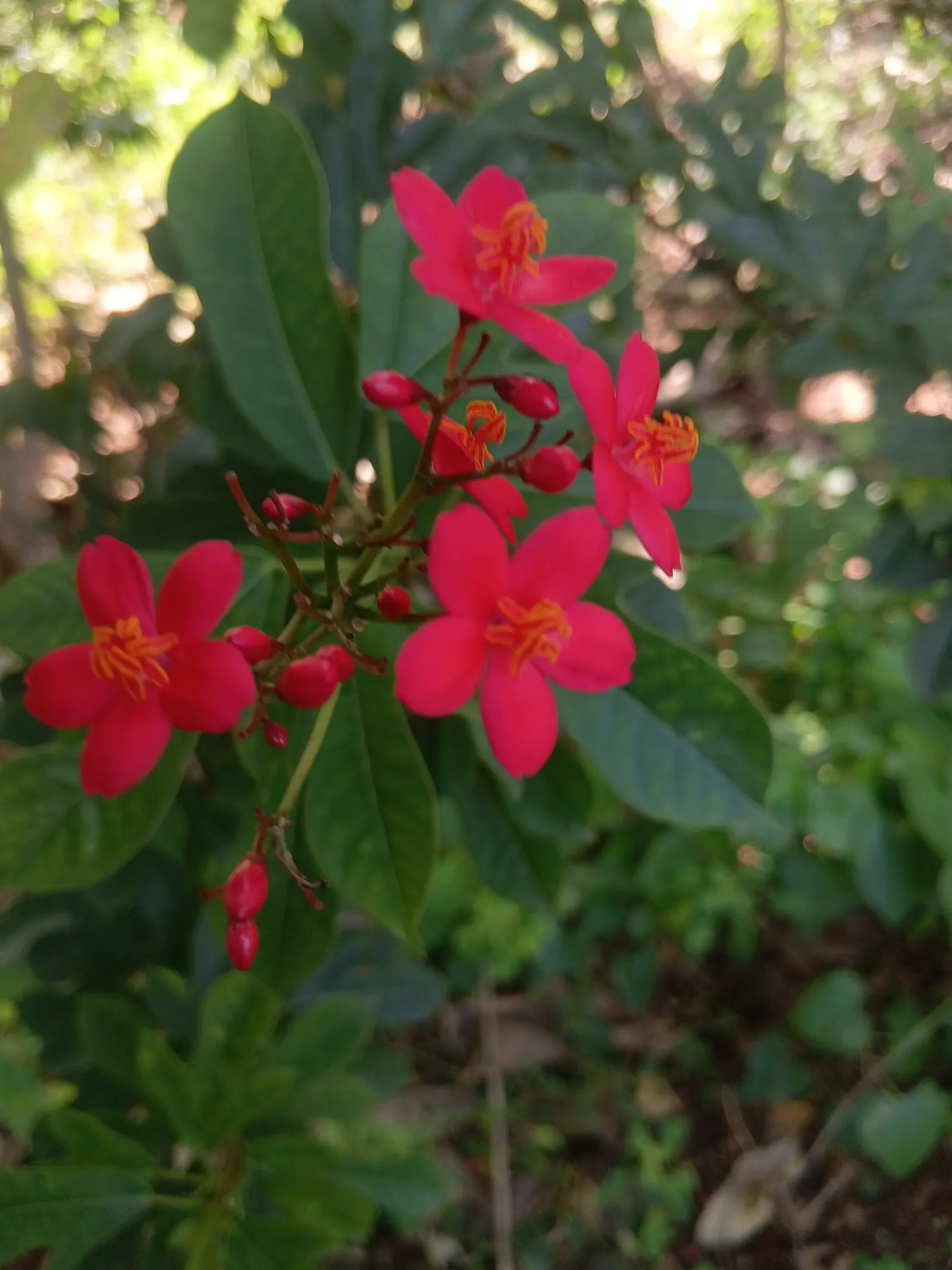 Peregrina (Jatropha Integerrima) — Peregrina can serve as a captivating accent plant or hedging specimen within a garden design; peregrina (Jatropha, image 72