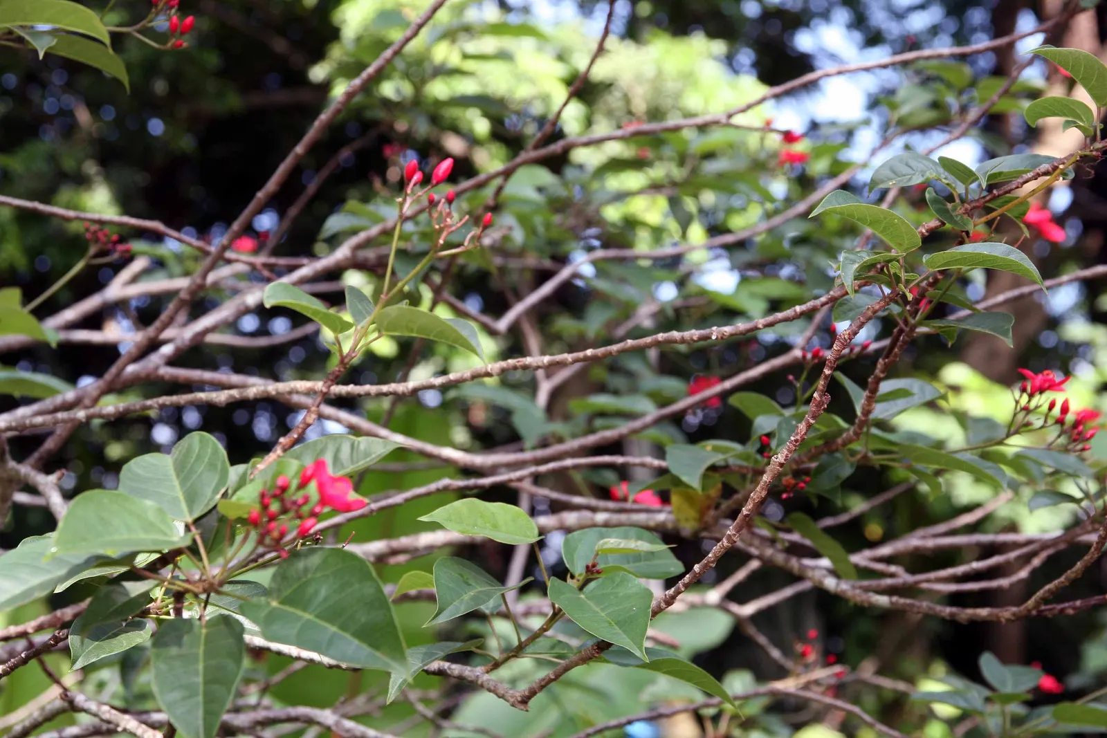 Peregrina (Jatropha Integerrima) — rounded form that can be kept more compact through regular pruning.<br><br>Its glossy; note: its sap is toxic if ingested