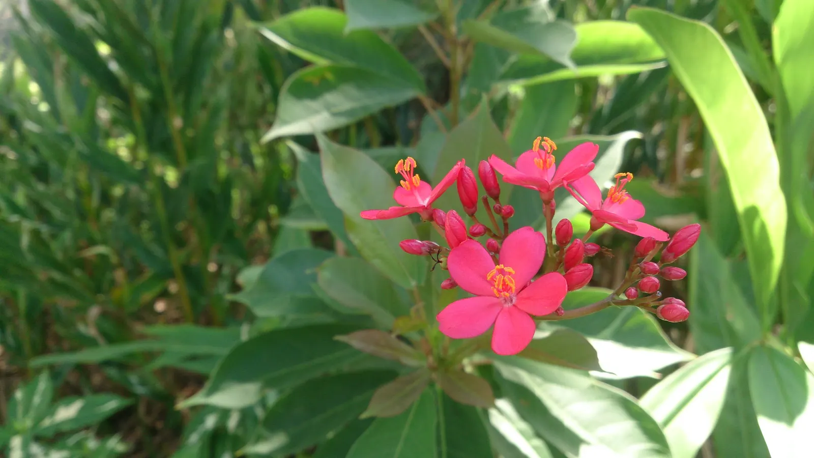 Peregrina (Jatropha Integerrima) — Note: its sap is toxic if ingested; provide an attractive backdrop for the star of the show - the small yet, image 81