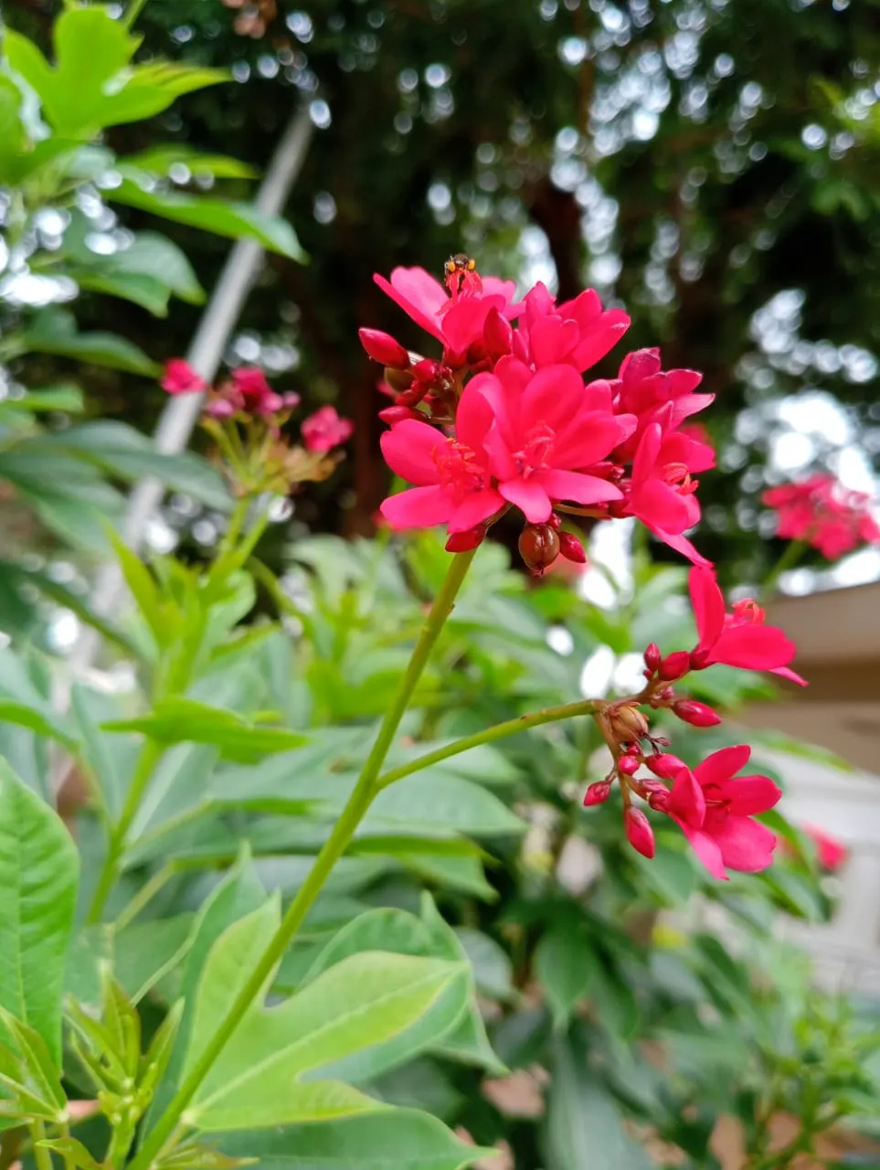 Peregrina (Jatropha Integerrima) — it blooms year-round in warm climates; but requires regular watering during its growing seasons for optimal growth and