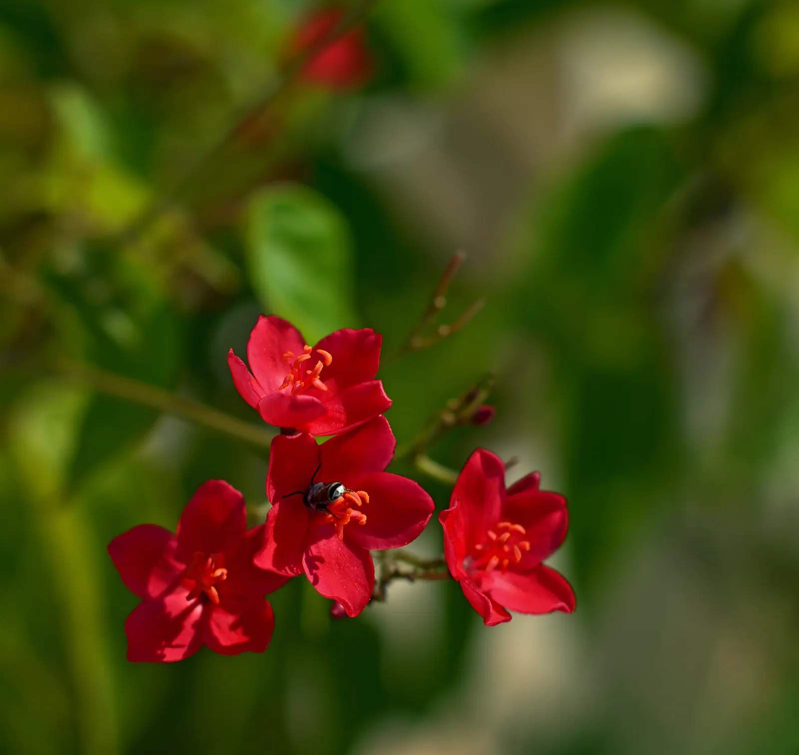 Peregrina (Jatropha Integerrima) — shrub for full; peregrina can serve as a captivating accent plant or hedging specimen within a garden design, image 100