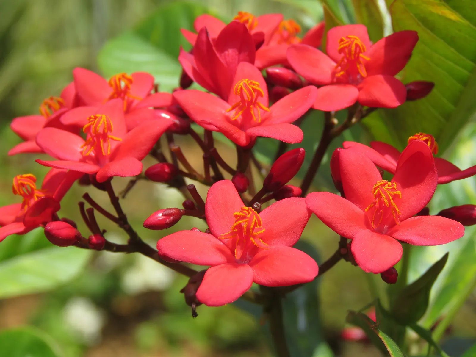 Peregrina (Jatropha Integerrima) — provide an attractive backdrop for the star of the show - the small yet striking star-shaped red flowers, image 114