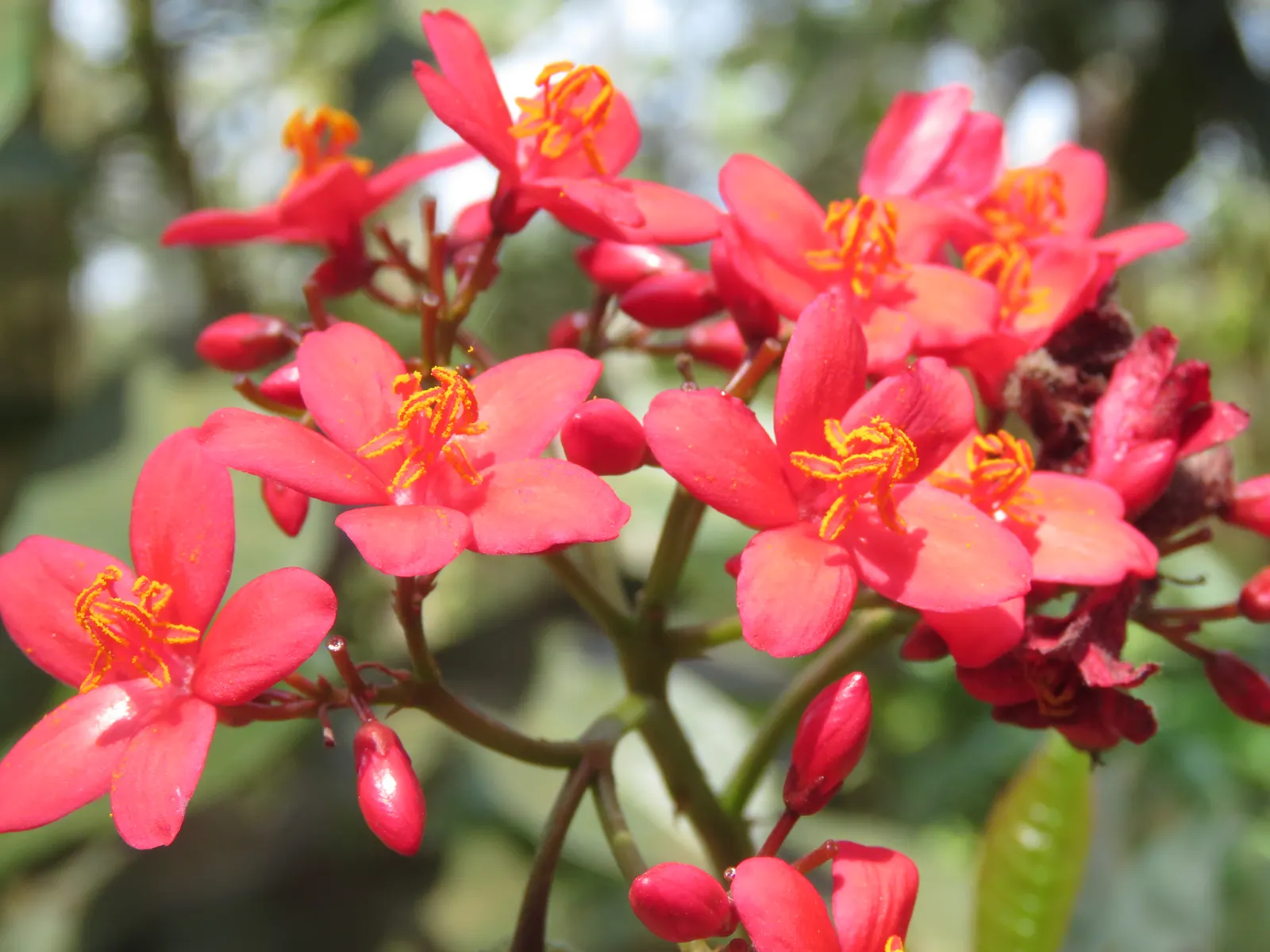 Peregrina (Jatropha Integerrima) — but requires regular watering during its growing seasons for optimal growth and flowering; red flowers in the, image 68