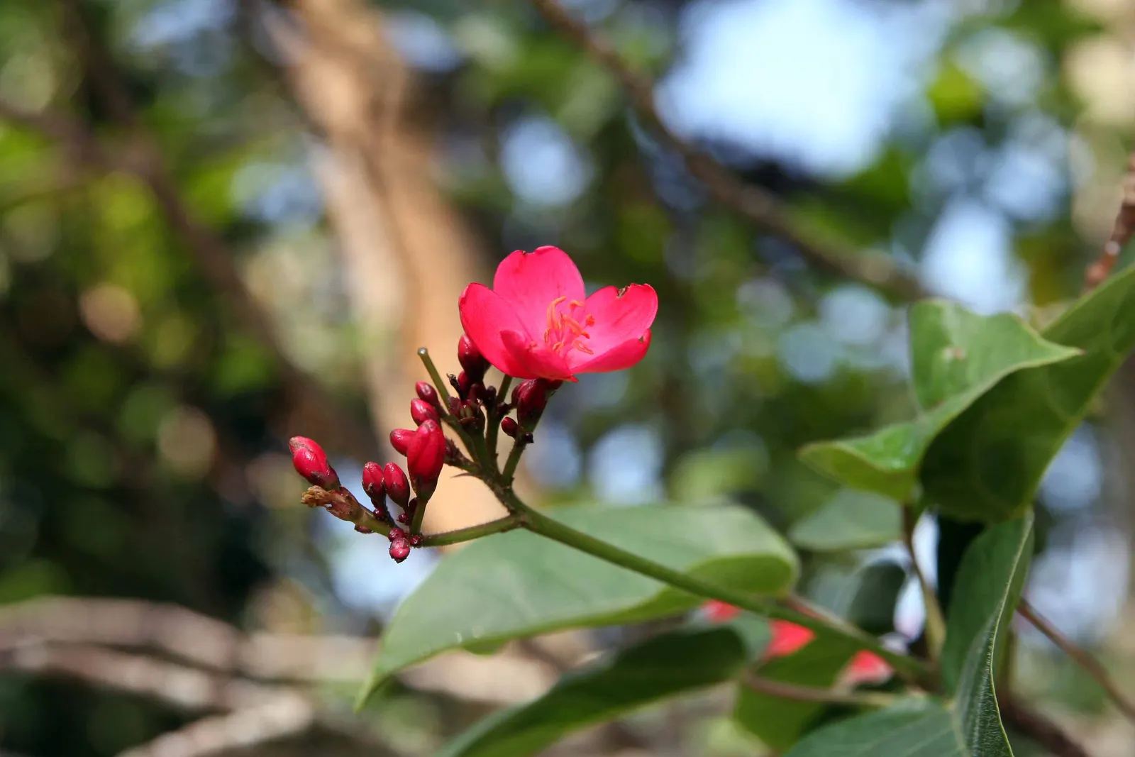 Peregrina (Jatropha Integerrima) — Preferring full sun and well-drained soil, it's perfect for accenting garden spaces or as a hedge; shrub for full