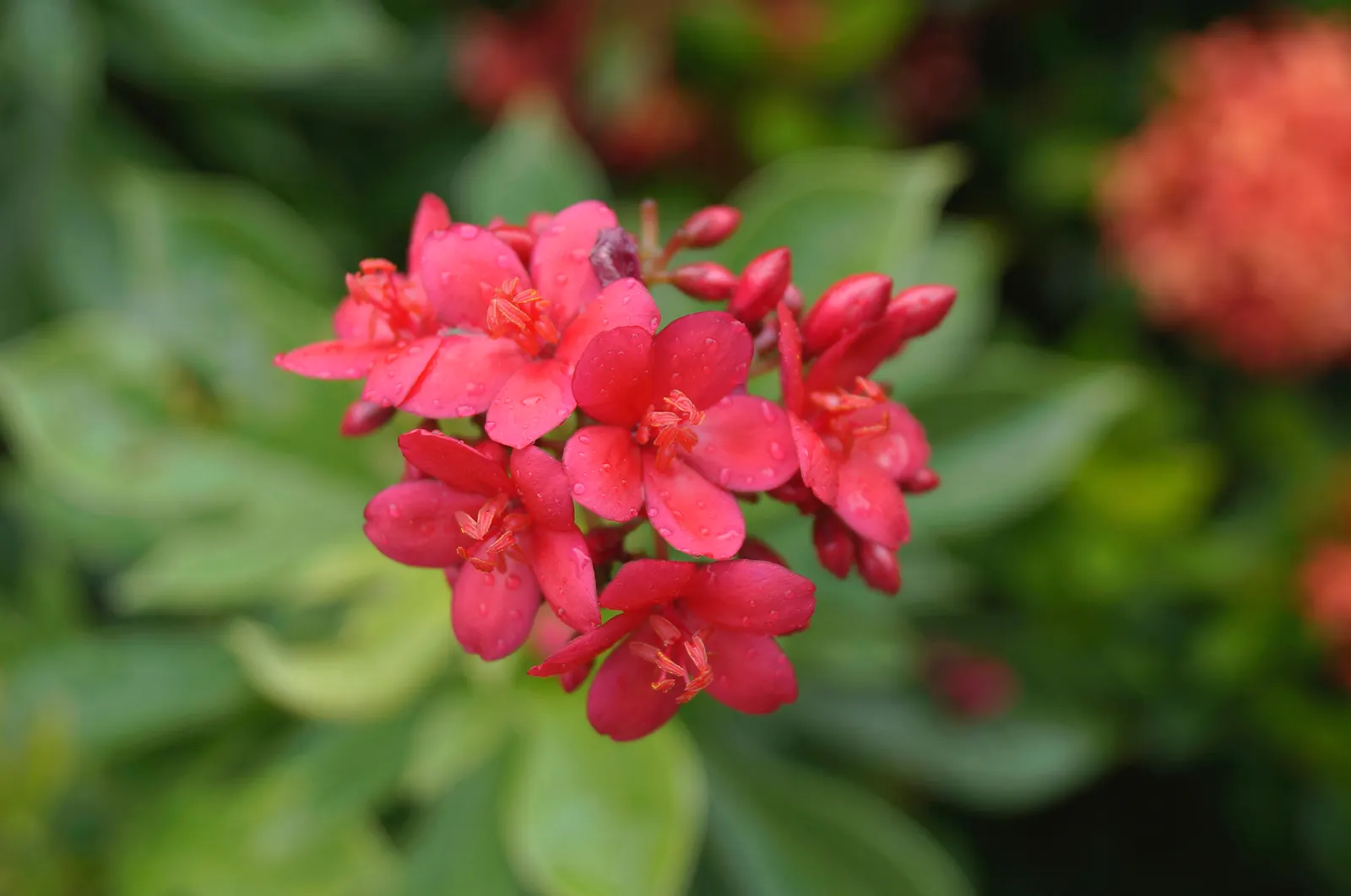 Peregrina (Jatropha Integerrima) — Peregrina displays a densely branched; shrub with red blooms