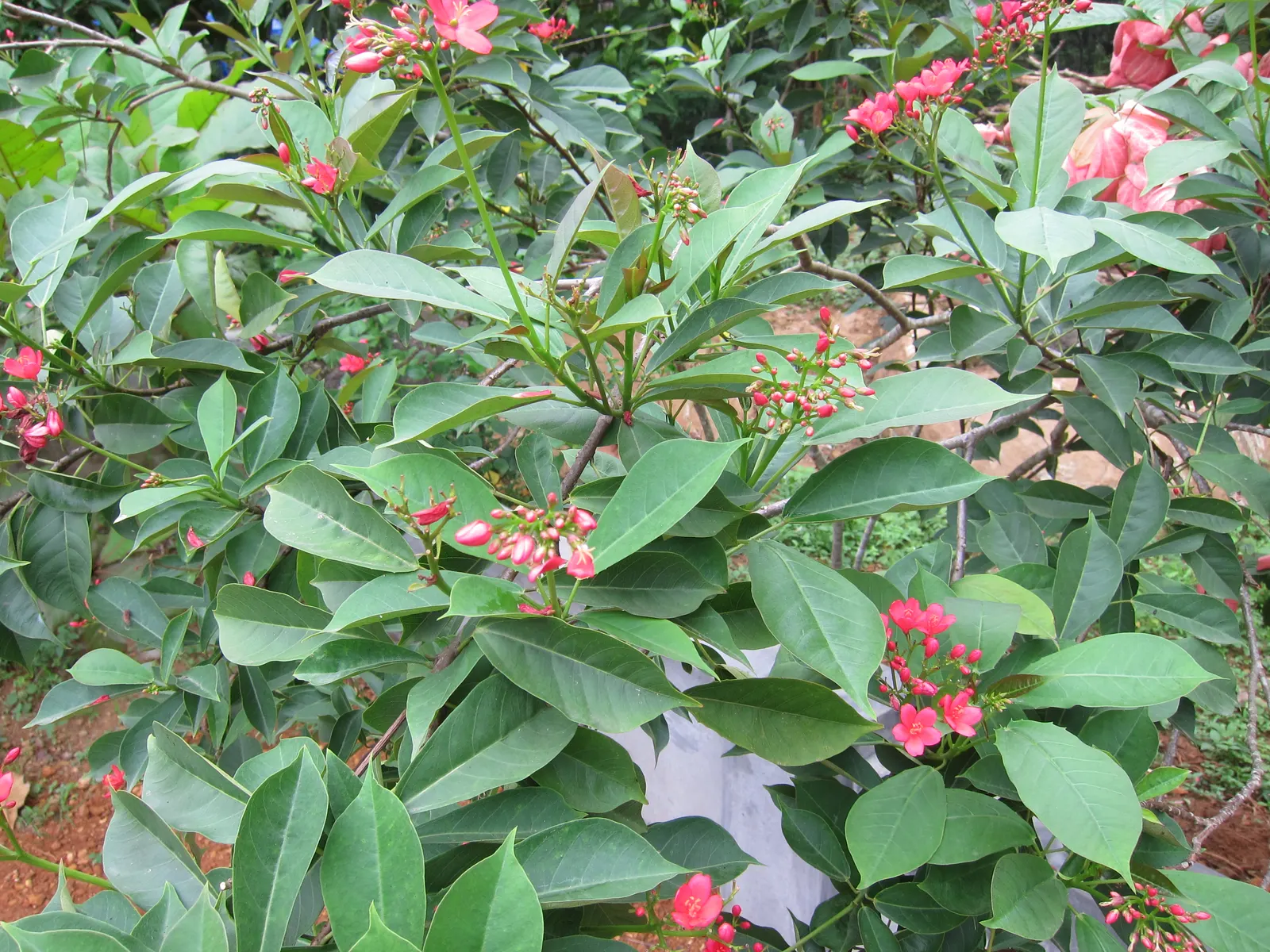 Peregrina (Jatropha Integerrima) — Peregrina can serve as a captivating accent plant or hedging specimen within a garden design; peregrina (Jatropha, image 122
