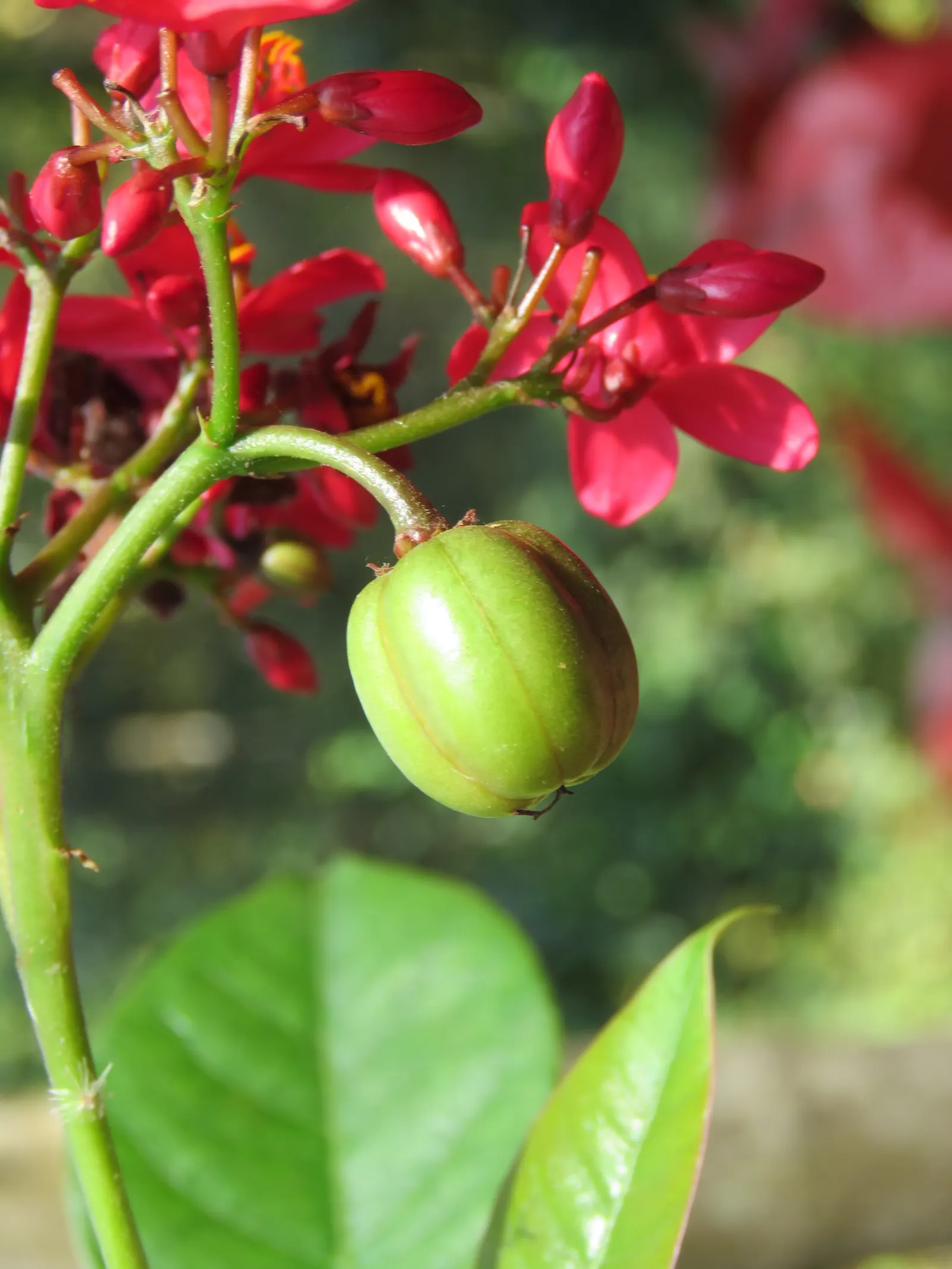 Peregrina (Jatropha Integerrima) — Peregrina contains toxic compounds; hence; rounded form that can be kept more compact through regular, image 70