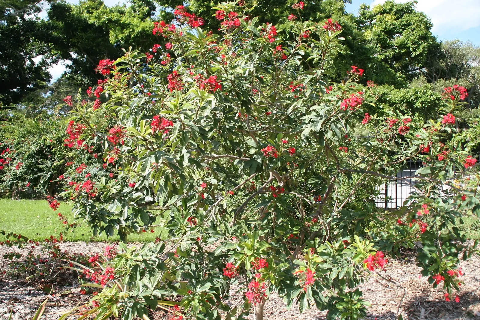 Peregrina (Jatropha Integerrima) — Peregrina displays a densely branched; shrub with red blooms, image 61