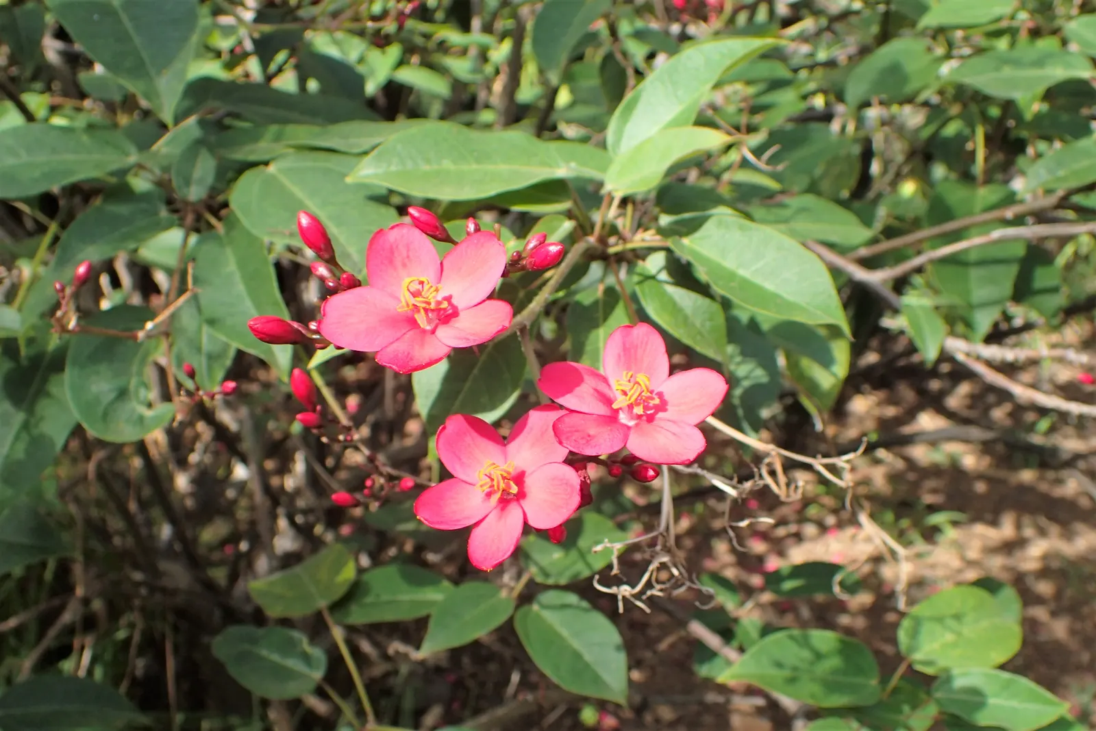 Peregrina (Jatropha Integerrima) — It is moderately drought-tolerant once established; it's essential to note its preference for full sun to, image 142