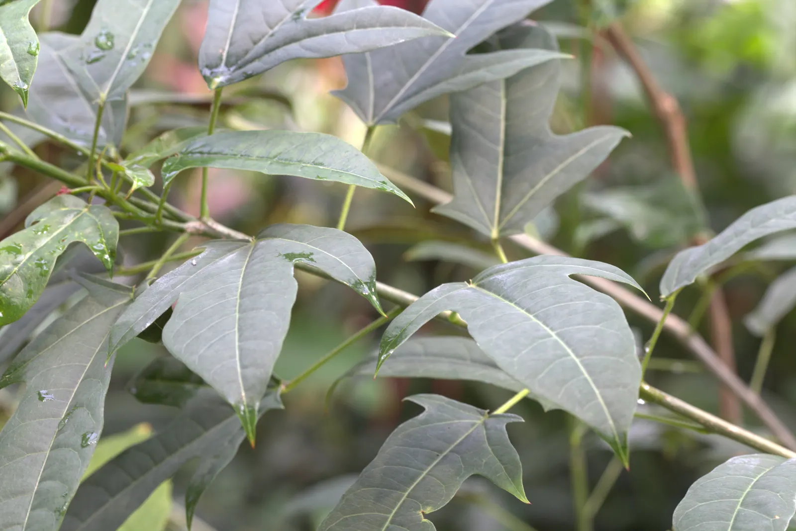 Peregrina (Jatropha Integerrima) — Drought-tolerant once established, it requires minimal maintenance; is an evergreen shrub native to Cuba and the, image 80
