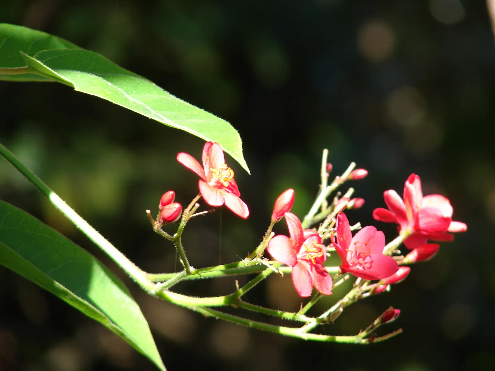 Peregrina (Jatropha Integerrima) — Typically reaching heights of 5 to 8 feet with a spread of equally 5 to 8 feet when mature; it is moderately