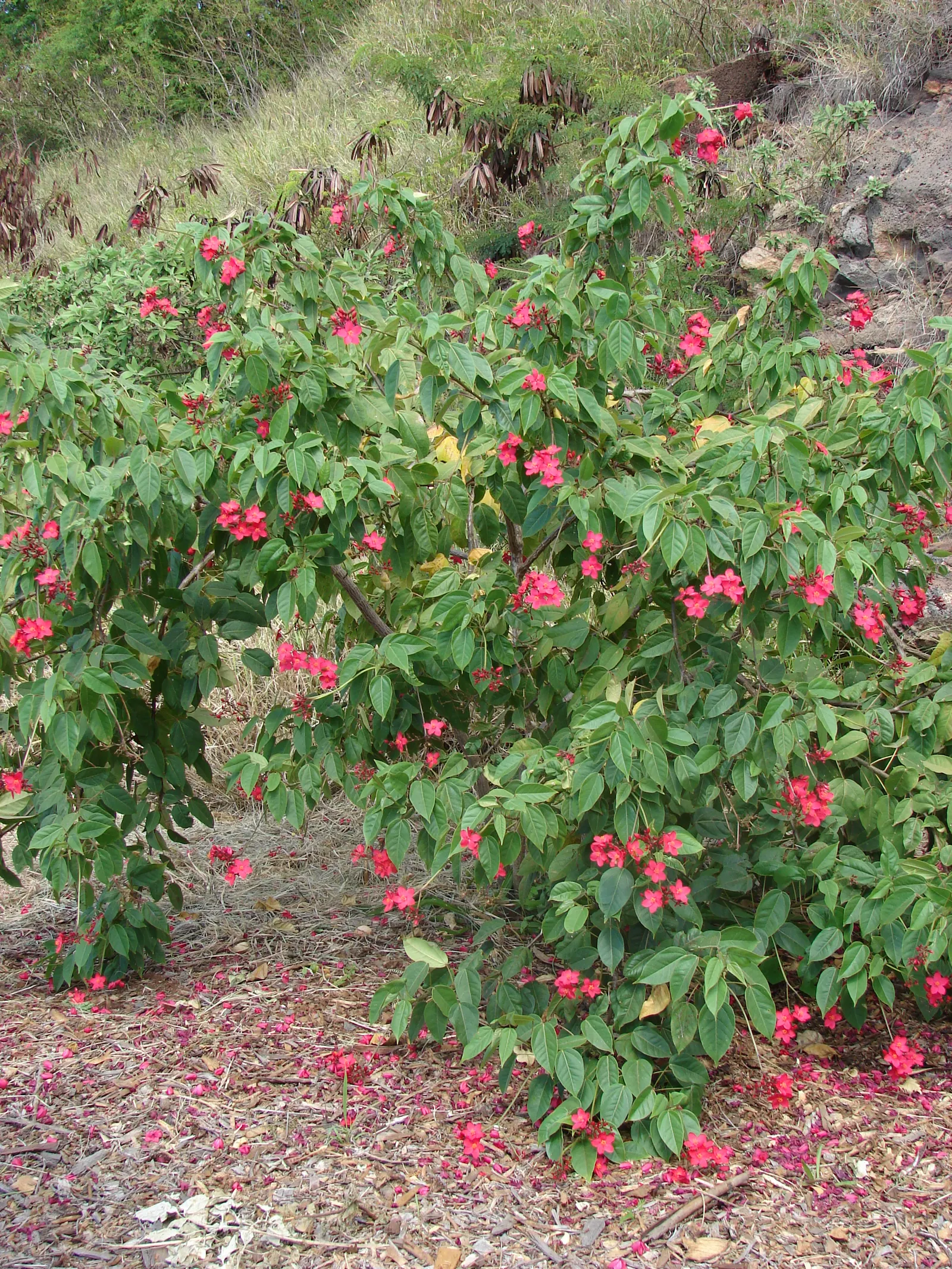 Peregrina (Jatropha Integerrima) — provide an attractive backdrop for the star of the show - the small yet striking star-shaped red flowers, image 64