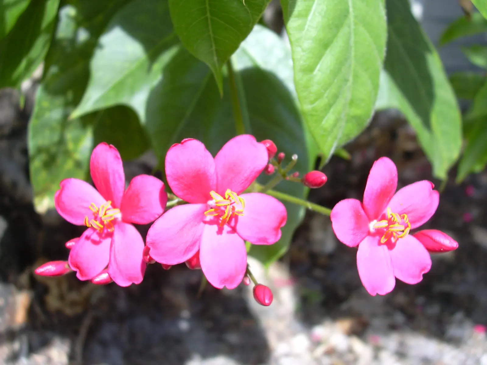 Peregrina (Jatropha Integerrima) — it should be positioned away from areas frequented by pets and children; situate these plants in USDA hardiness, image 71