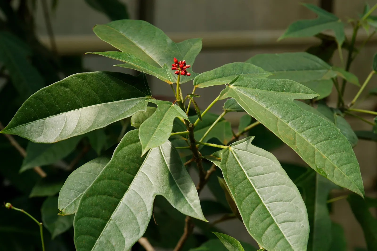 Peregrina (Jatropha Integerrima) — It is moderately drought-tolerant once established; it's essential to note its preference for full sun to partial shade and