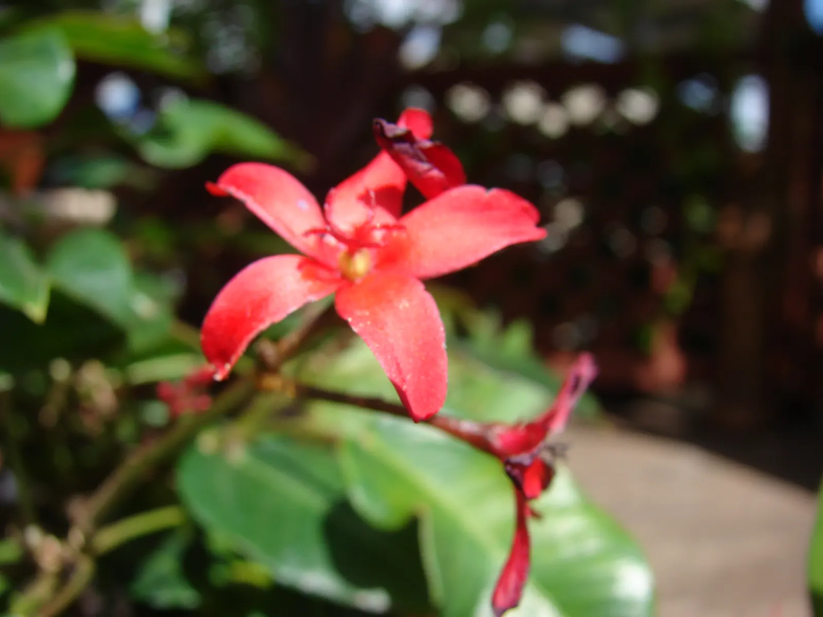 Peregrina (Jatropha Integerrima) — Note: its sap is toxic if ingested
