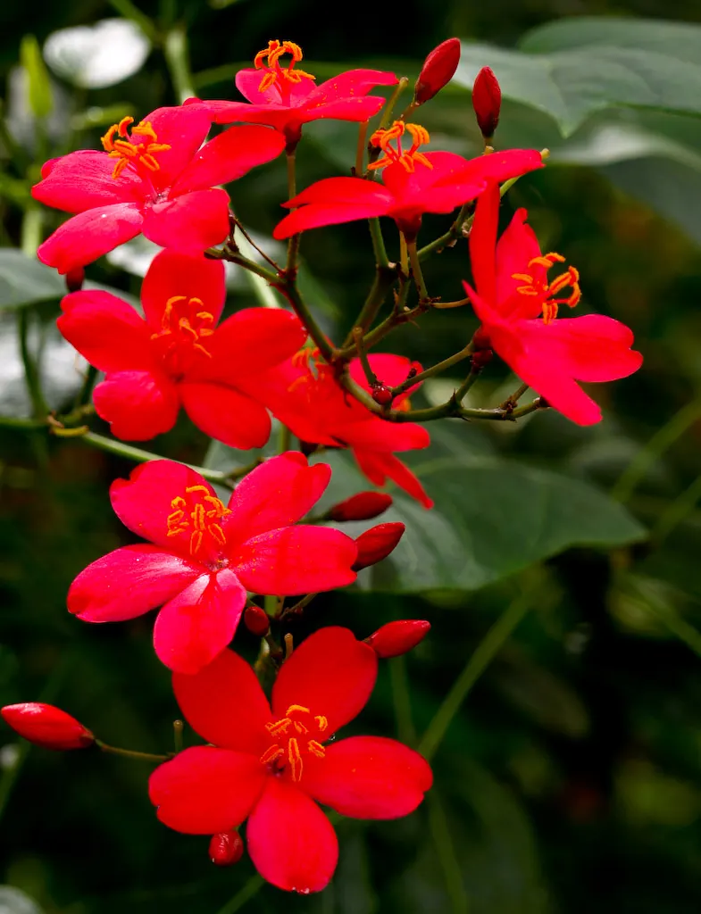 Peregrina (Jatropha Integerrima) — rounded form that can be kept more compact through regular pruning.<br><br>Its glossy