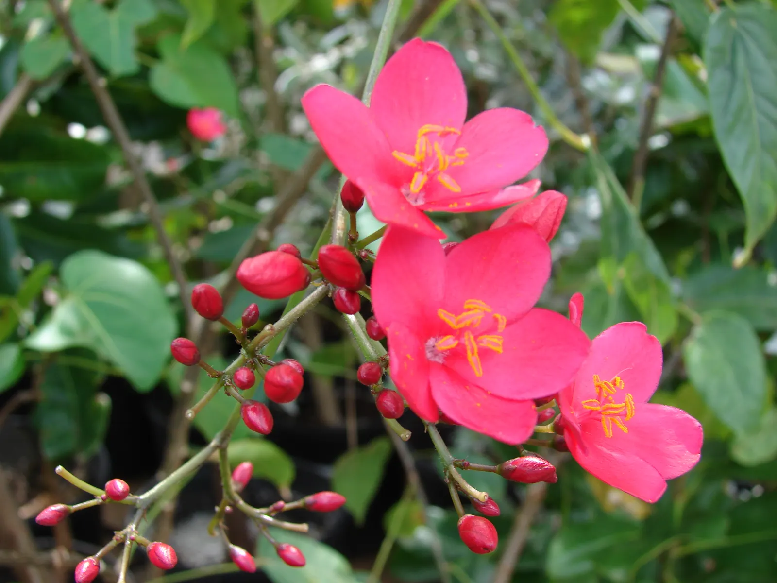 Peregrina (Jatropha Integerrima) — it should be positioned away from areas frequented by pets and children; situate these plants in USDA hardiness, image 121