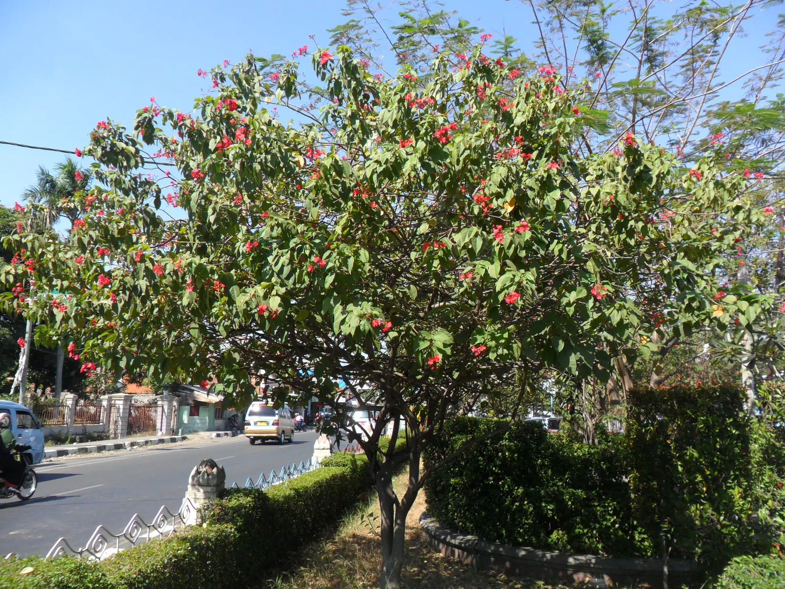 Peregrina (Jatropha Integerrima) — Note: its sap is toxic if ingested; provide an attractive backdrop for the star of the show - the small yet, image 106