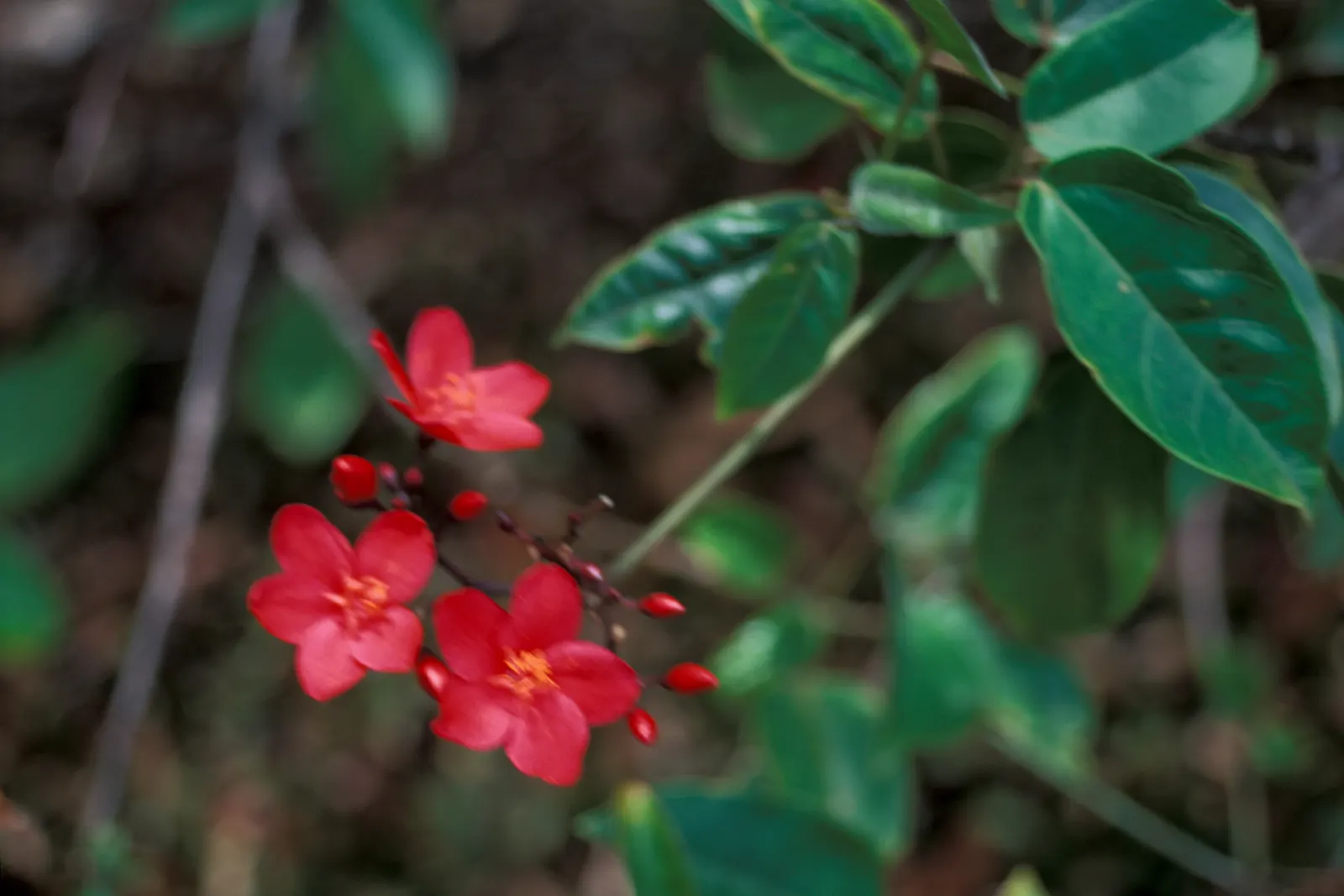Peregrina (Jatropha Integerrima) — but requires regular watering during its growing seasons for optimal growth and flowering; red flowers in the garden