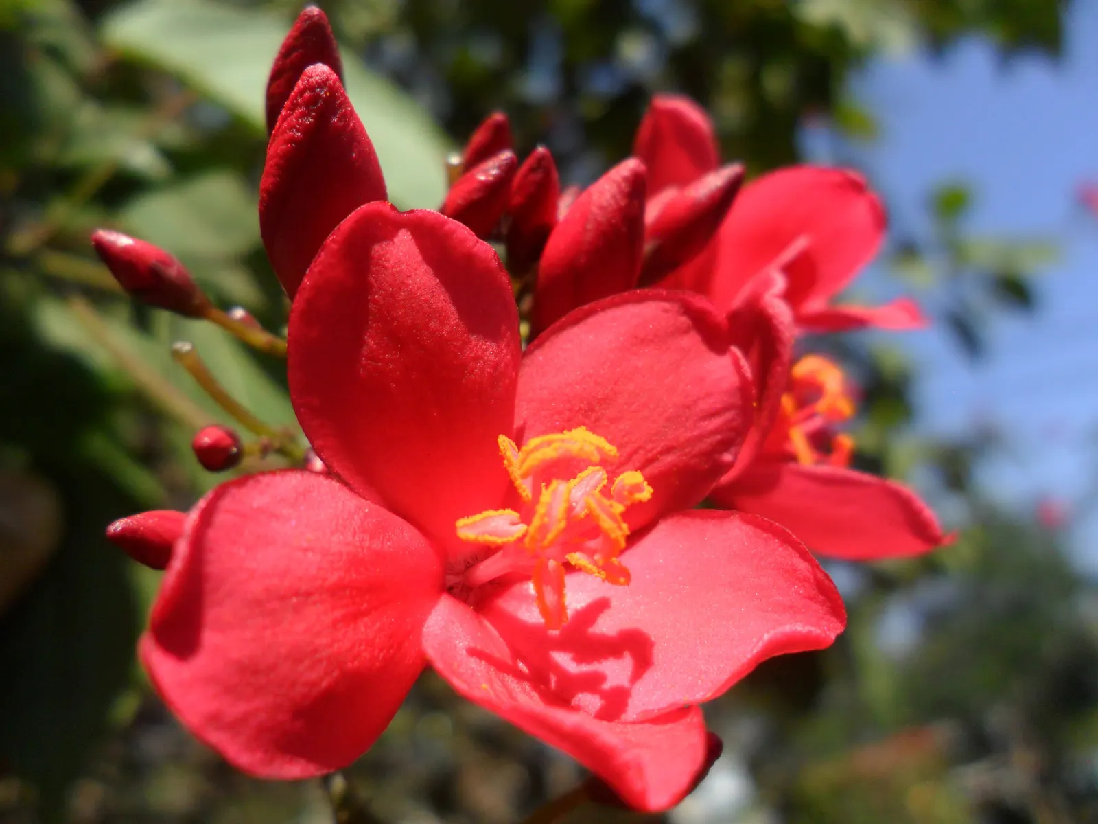 Peregrina (Jatropha Integerrima) — making it a favored choice for ornamental gardens in warmer climates