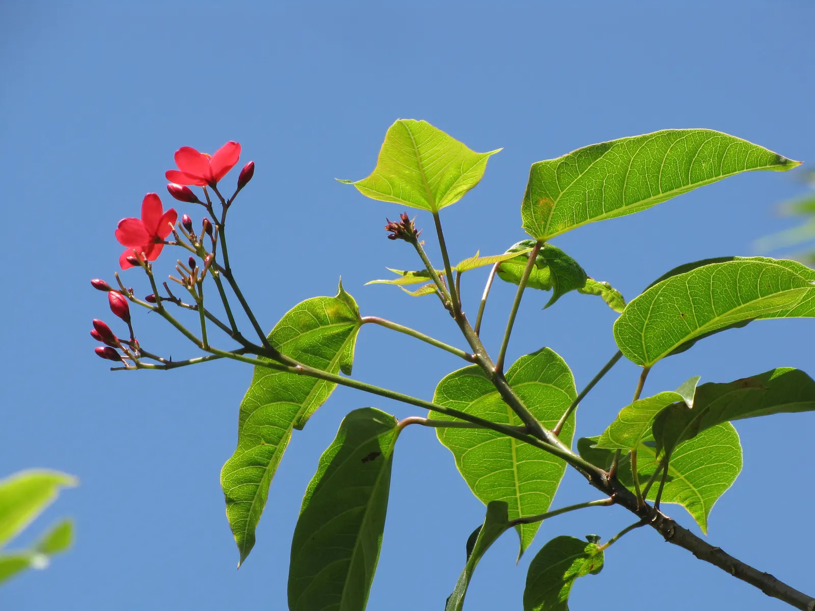 Peregrina (Jatropha Integerrima) — Preferring full sun and well-drained soil, it's perfect for accenting garden spaces or as a hedge; shrub for full, image 79