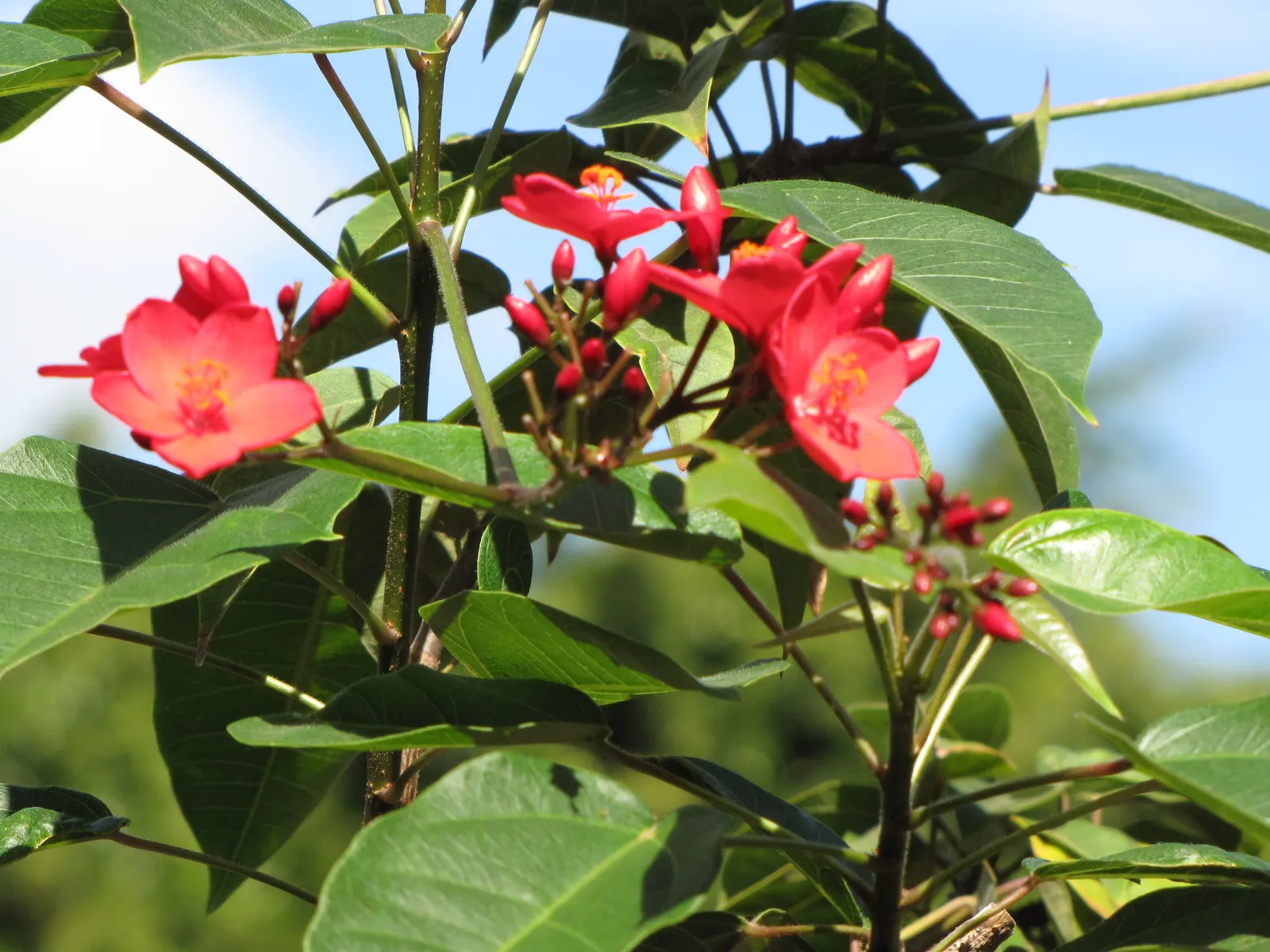 Peregrina (Jatropha Integerrima) — Peregrina contains toxic compounds; hence; rounded form that can be kept more compact through regular, image 120