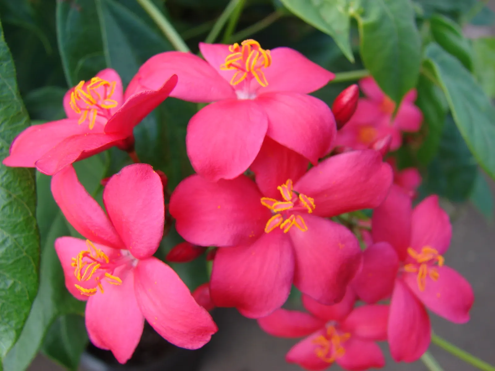 Peregrina (Jatropha Integerrima) — it's essential to note its preference for full sun to partial shade and well-draining soil; making it a favored, image 116