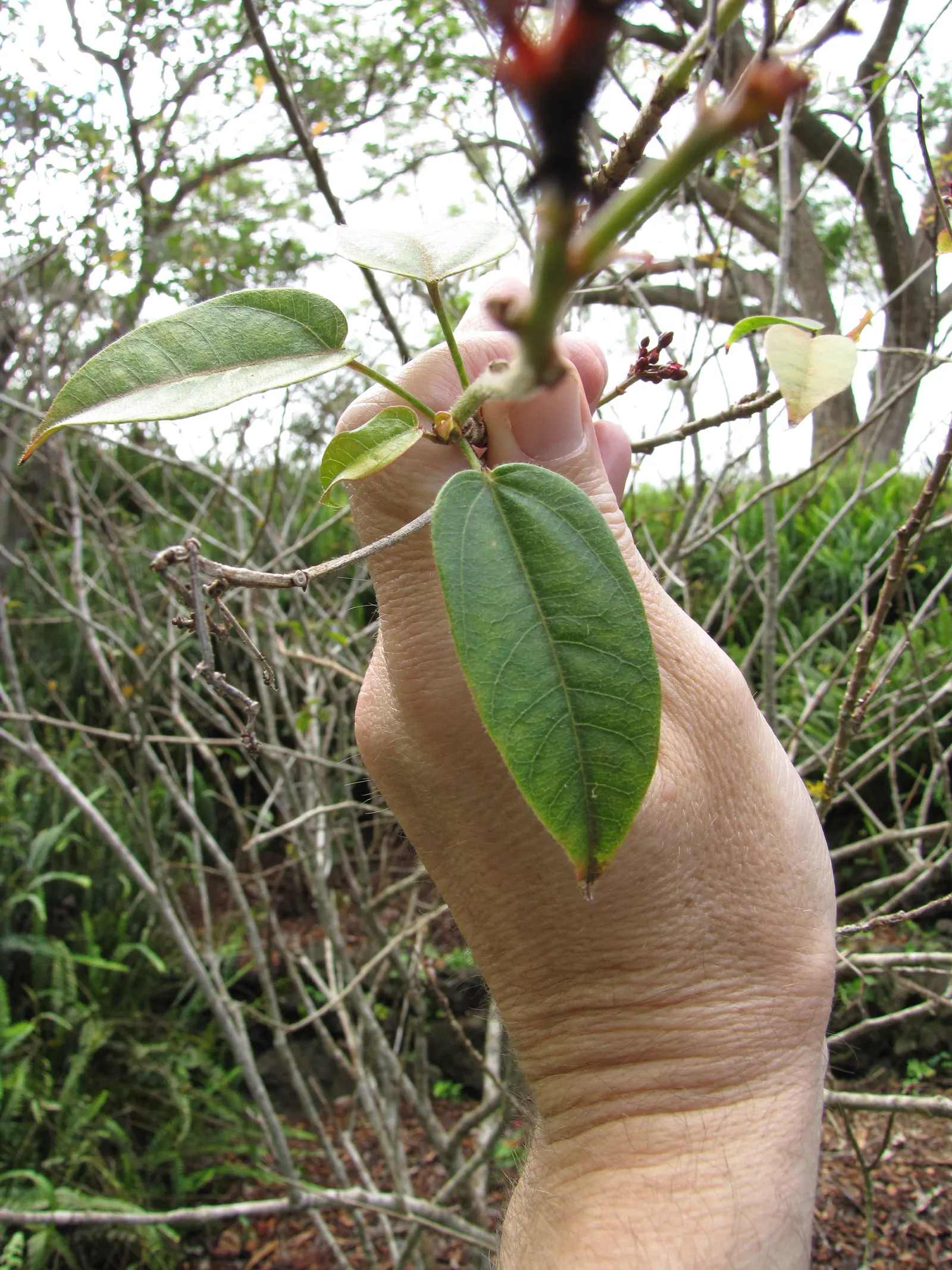 Peregrina (Jatropha Integerrima) — shrub for full