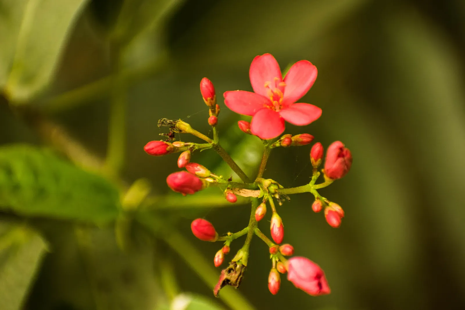 Peregrina (Jatropha Integerrima) — making it a favored choice for ornamental gardens in warmer climates; typically reaching heights of 5 to 8 feet, image 134